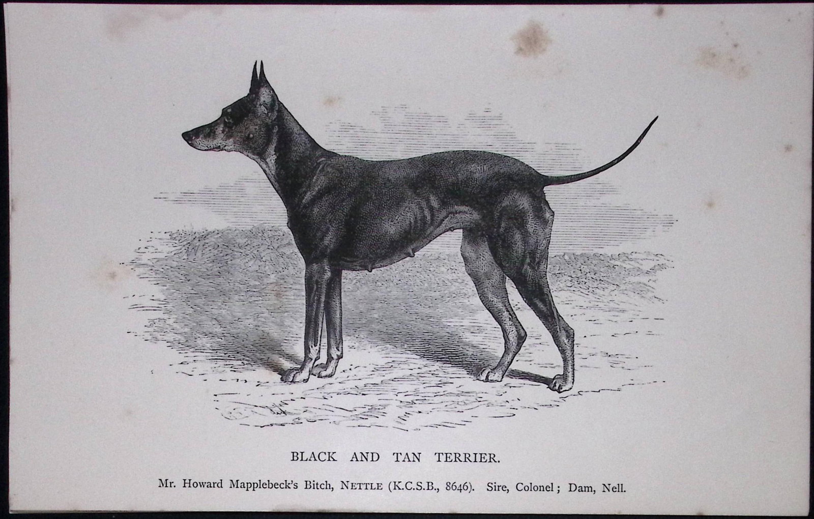 Black & Tan Terrier British Dogs by Hugh Dalziel 1889 Antique Book Plate-51: Title: Black & Tan Terrier British Dogs by Hugh Dalziel 1889 Antique Book Plate-51 Description: This Antique Book Plate Was Removed from a Edition of British Dogs by Hugh Dalziel 1889. Each Print
