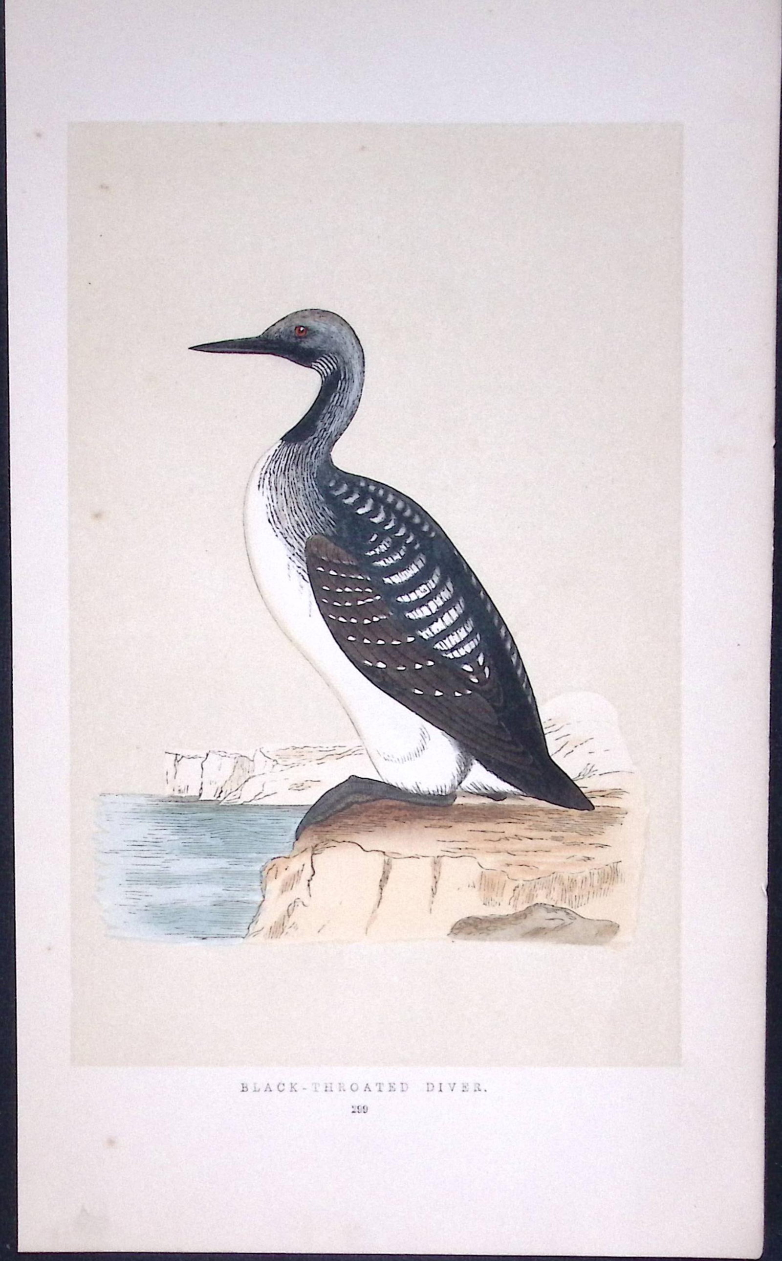 Black-Throated Diver Bird- Rev Morris First Edition Antique Woodblock Engraving-174 (1 of 2)