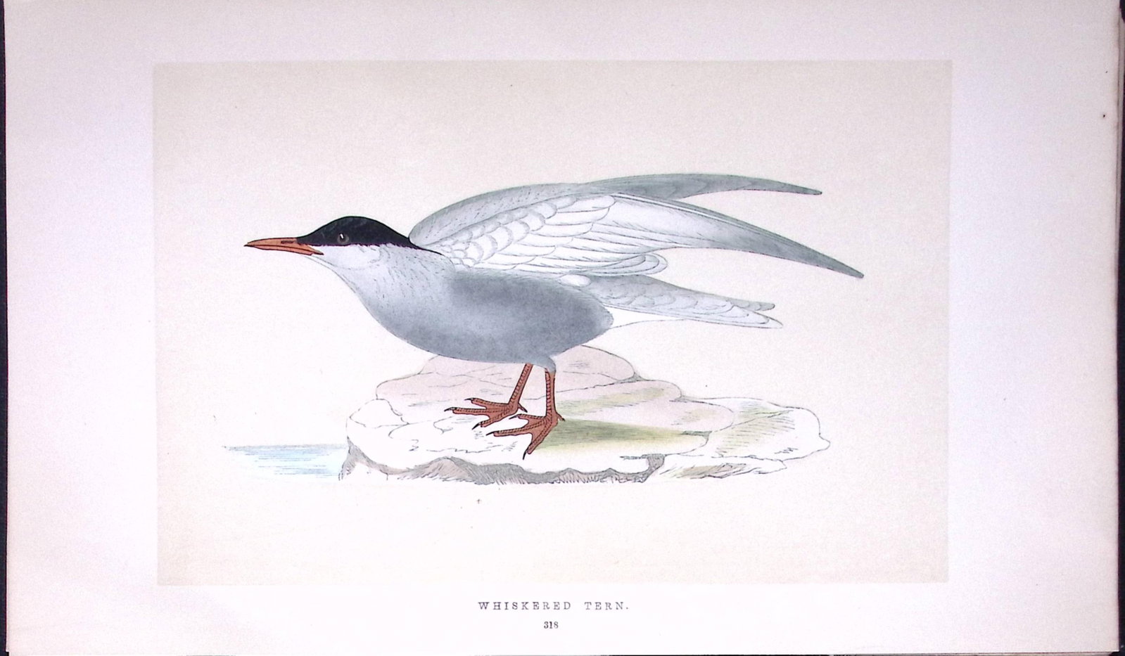 Whiskered Tern Bird- Rev Morris First Edition Antique Woodblock Engraving-191: Title: Whiskered Tern Bird- Rev Morris First Edition Antique Woodblock Engraving-191 Description: This Chromolithographic Woodblock Engraving Has Been Removed from a First Antique Edition of. <