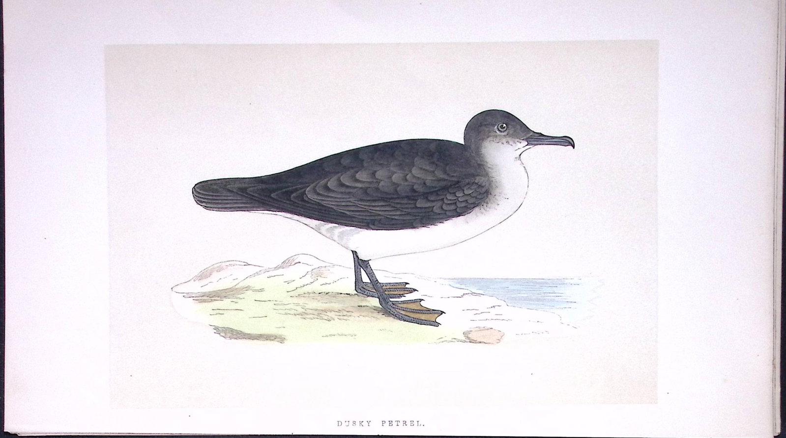 Dusky Petrel Bird- Rev Morris First Edition Antique Woodblock Engraving-219: Title: Dusky Petrel Bird- Rev Morris First Edition Antique Woodblock Engraving-219 Description: This Chromolithographic Woodblock Engraving Has Been Removed from a First Antique Edition of.