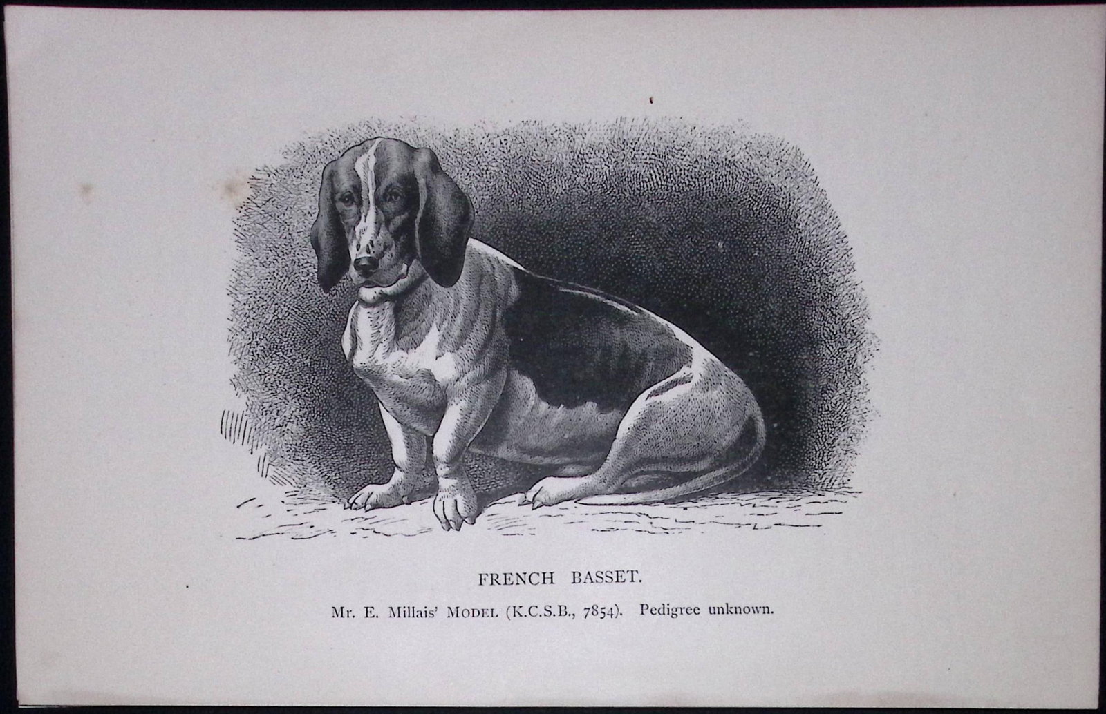 The French Basset British Dogs by Hugh Dalziel 1889 Antique Book Plate-25: Title: The French Basset British Dogs by Hugh Dalziel 1889 Antique Book Plate-25 Description: This Antique Book Plate Was Removed from a Edition of British Dogs by Hugh Dalziel 1889. Each