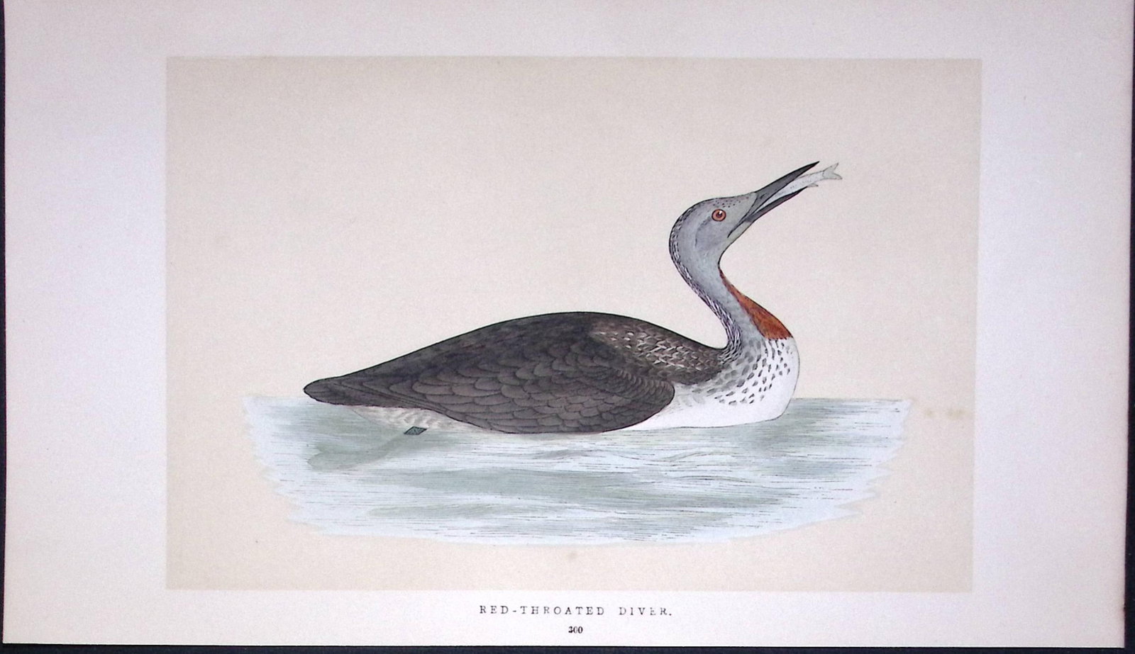 Red-Throated Diver Bird- Rev Morris First Edition Antique Woodblock Engraving-173: Title: Red-Throated Diver Bird- Rev Morris First Edition Antique Woodblock Engraving-173 Description: This Chromolithographic Woodblock Engraving Has Been Removed from a First Antique Edition of.