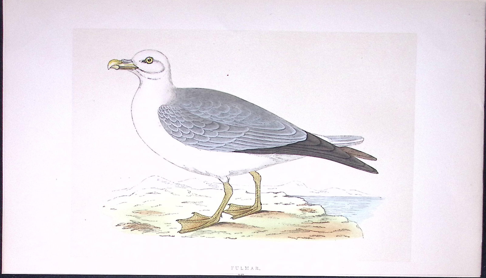 Fulmar Bird- Rev Morris First Edition Antique Woodblock Engraving-221: Title: Fulmar Bird- Rev Morris First Edition Antique Woodblock Engraving-221 Description: This Chromolithographic Woodblock Engraving Has Been Removed from a First Antique Edition of. Rev