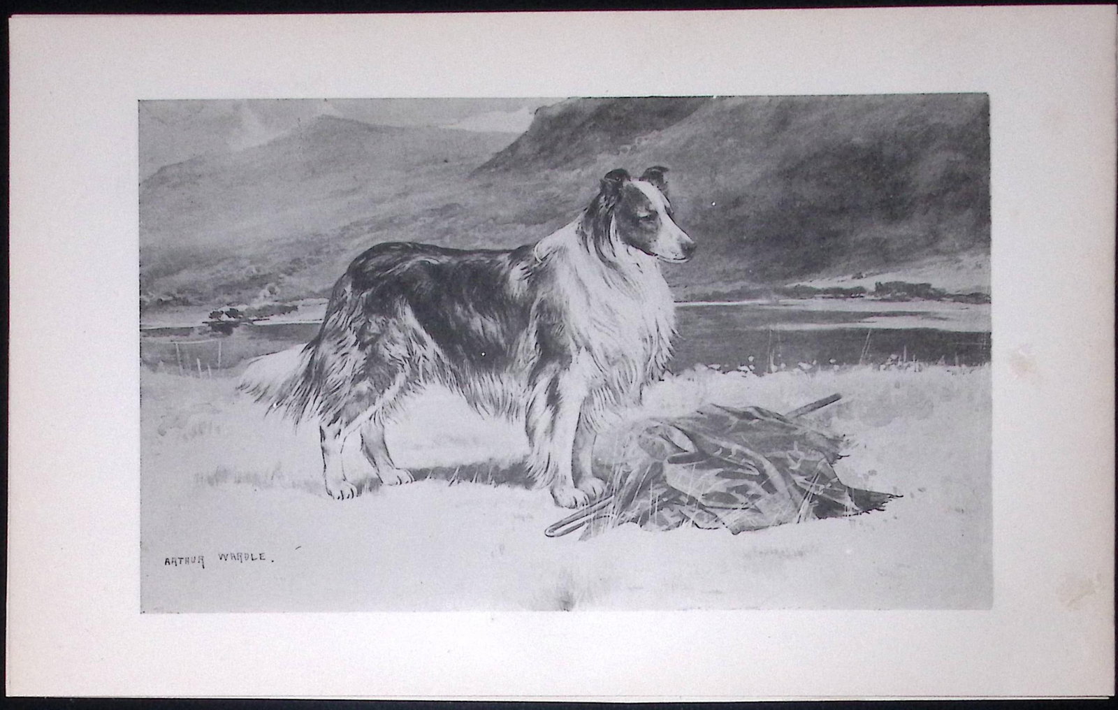 Collie or Sheepdog Antique Book Plate Rawdon Lee Modern Dogs 1894-6: Title: Collie or Sheepdog Antique Book Plate Rawdon Lee Modern Dogs 1894-6 Description: This Antique Book Plate Was Removed from an Edition of Modern Dogs by Rawdon Lee 1893. Each Print Measure
