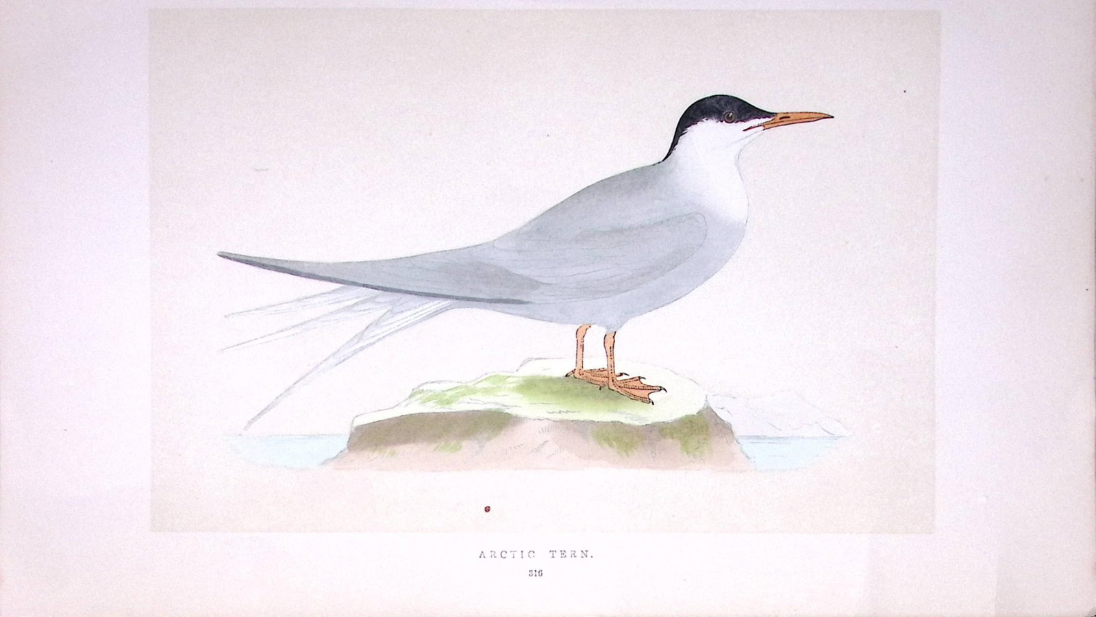 Arctic Tern Bird- Rev Morris First Edition Antique Woodblock Engraving-190: Title: Arctic Tern Bird- Rev Morris First Edition Antique Woodblock Engraving-190 Description: This Chromolithographic Woodblock Engraving Has Been Removed from a First Antique Edition of.
