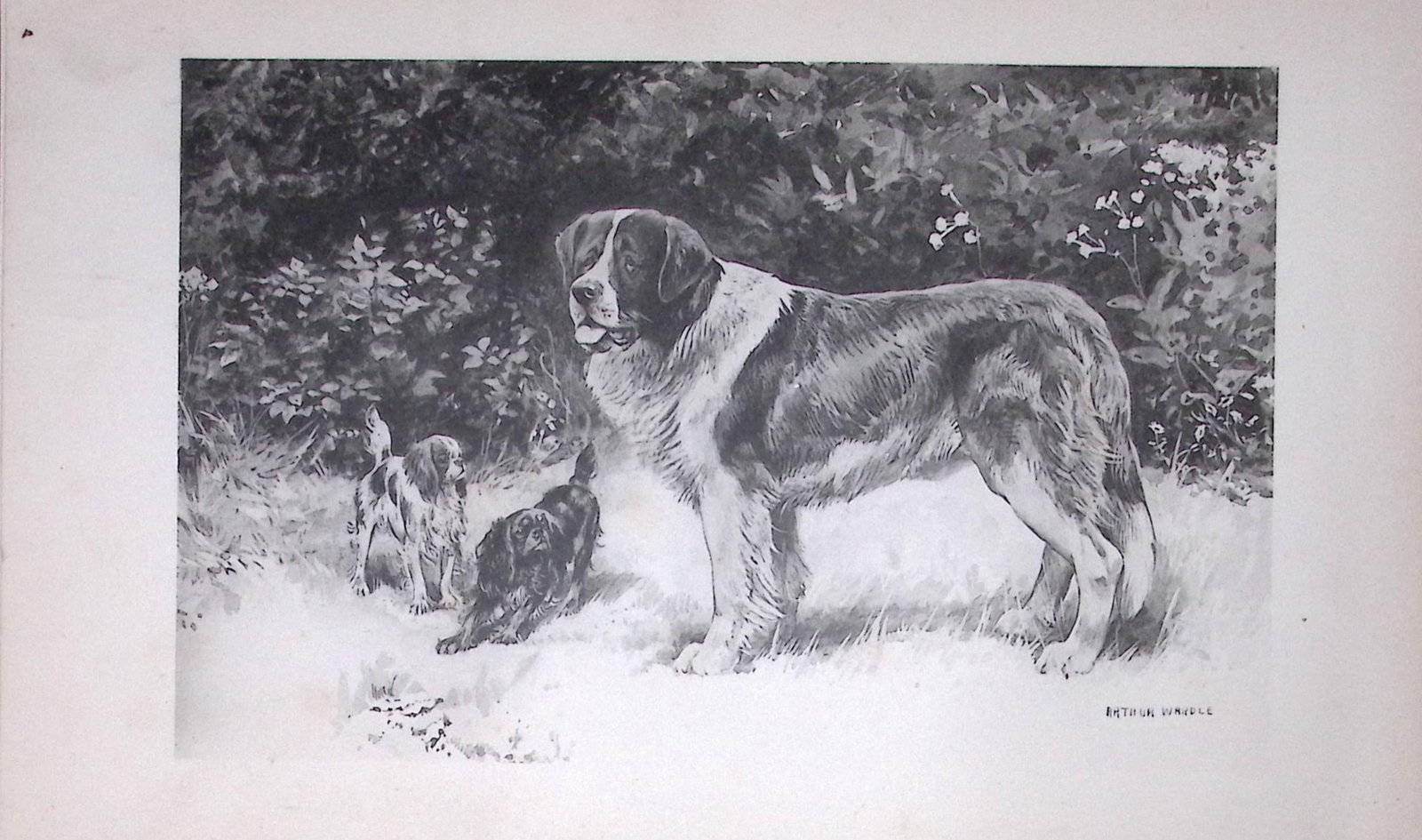 St Bernard & Toy Spaniels Antique Book Plate Rawdon Lee Modern Dog 1894-1 (1 of 2)