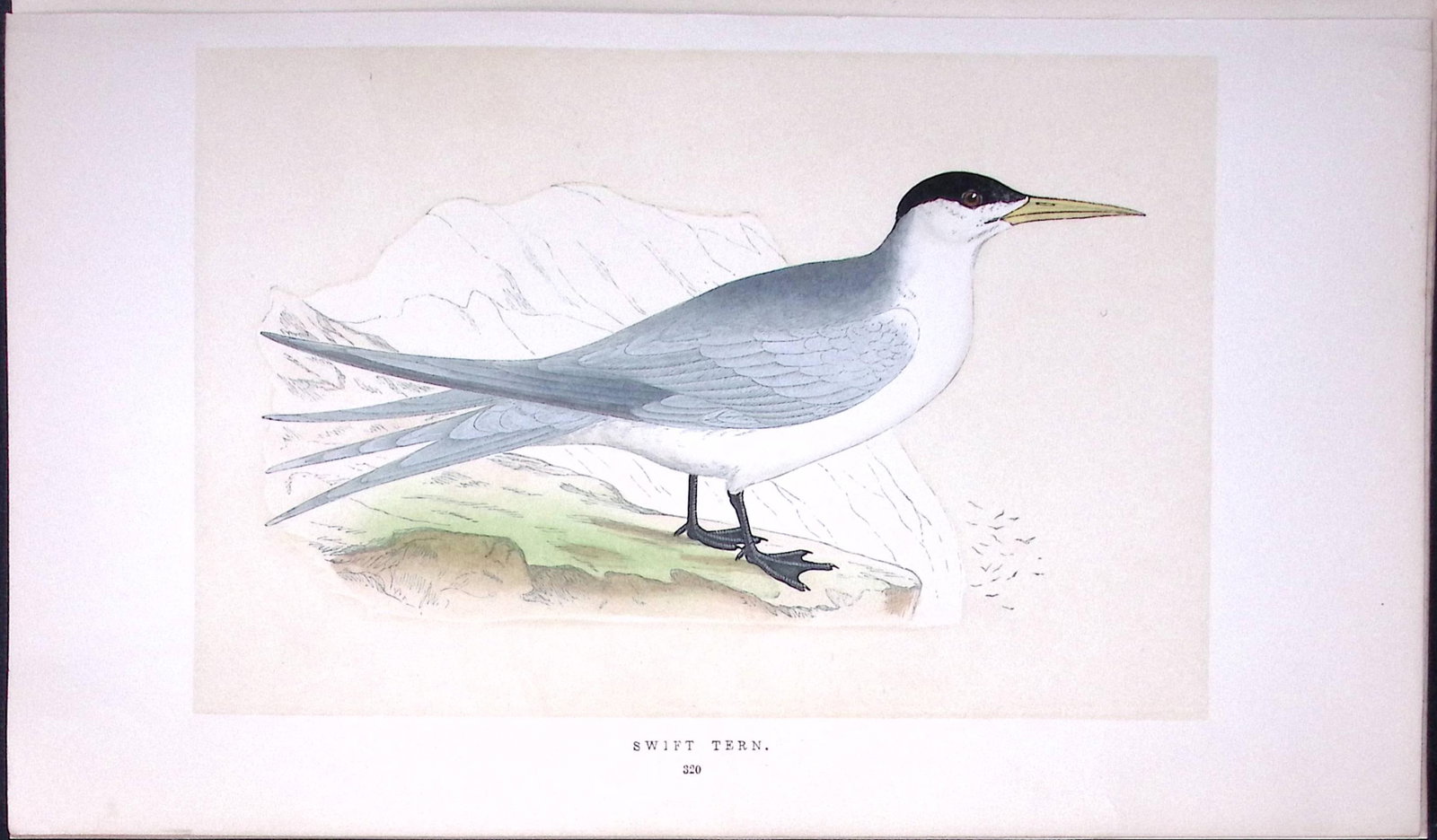 Swift Tern Bird- Rev Morris First Edition Antique Woodblock Engraving-193: Title: Swift Tern Bird- Rev Morris First Edition Antique Woodblock Engraving-193 Description: This Chromolithographic Woodblock Engraving Has Been Removed from a First Antique Edition of.