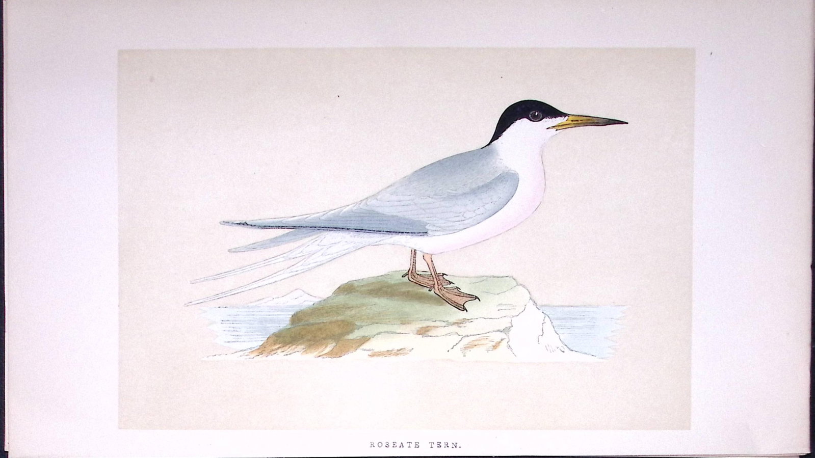 Roseate Tern Bird- Rev Morris First Edition Antique Woodblock Engraving-188: Title: Roseate Tern Bird- Rev Morris First Edition Antique Woodblock Engraving-188 Description: This Chromolithographic Woodblock Engraving Has Been Removed from a First Antique Edition of.