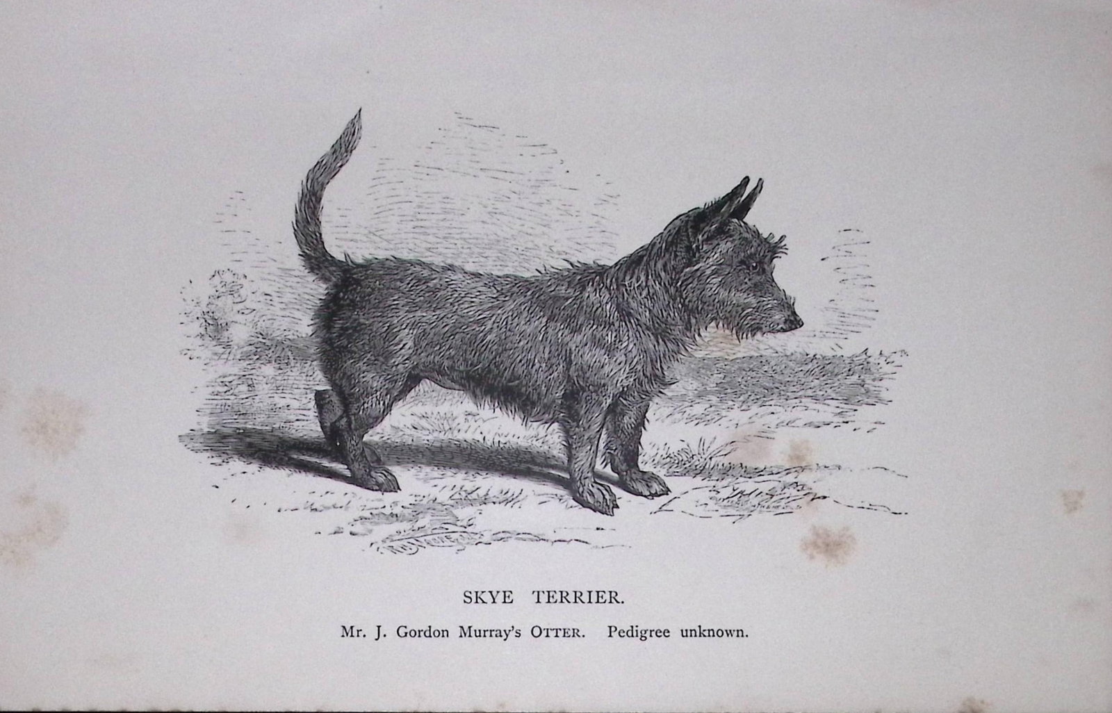 Skye Terrier British Dogs by Hugh Dalziel 1889 Antique Book Plate-63: Title: Skye Terrier British Dogs by Hugh Dalziel 1889 Antique Book Plate-63 Description: This Antique Book Plate Was Removed from an Edition of Modern Dogs by Rawdon Lee 1893. Each Print Measur