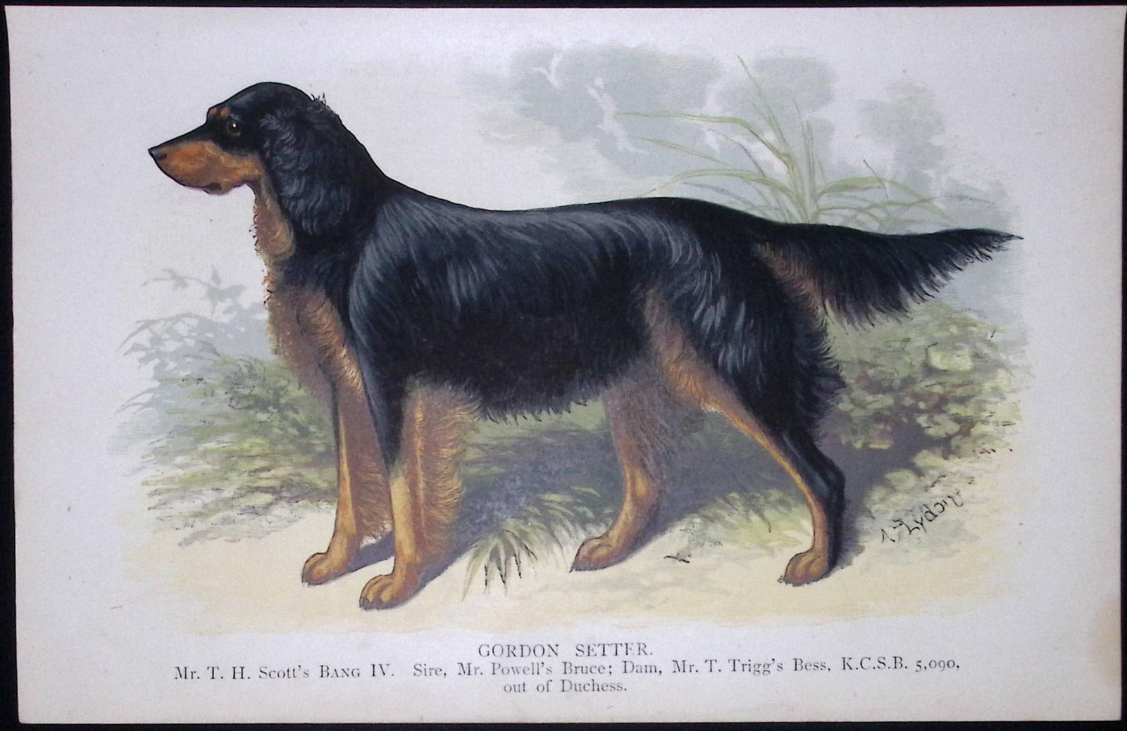 Gordon Setter British Dogs by Hugh Dalziel 1889 Antique Coloured Book Plate-6: Title: Gordon Setter British Dogs by Hugh Dalziel 1889 Antique Coloured Book Plate-6 Description: This Antique Book Plate Was Removed from a Edition of British Dogs by Hugh Dalziel 1889. E