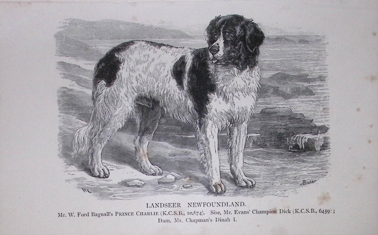 Landseer Newfoundland British Dogs by Hugh Dalziel 1889 Antique Book Plate-47: Title: Landseer Newfoundland British Dogs by Hugh Dalziel 1889 Antique Book Plate-47 Description: This Antique Book Plate Was Removed from a Edition of British Dogs by Hugh Dalziel 1889. E