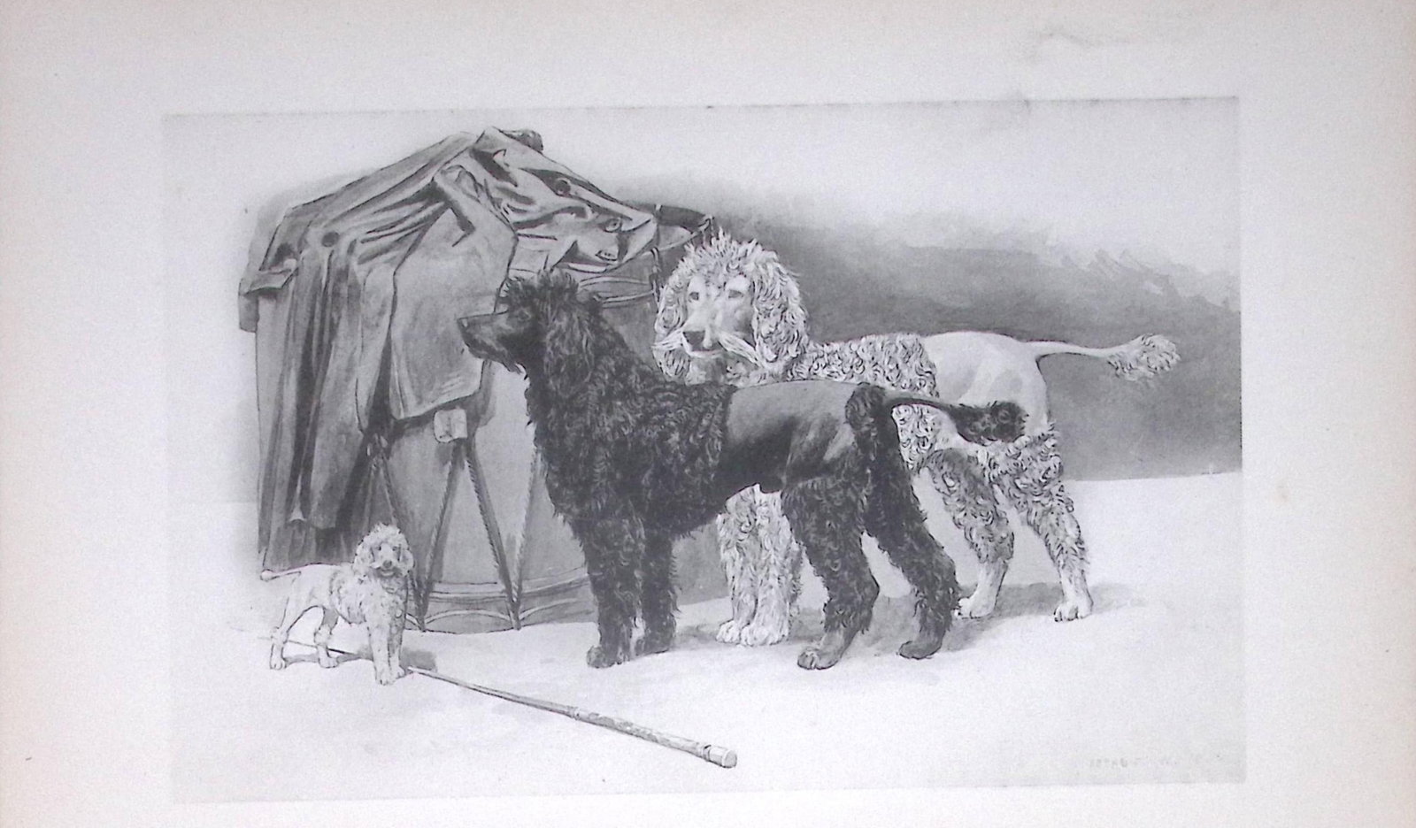 Poodles Antique Book Plate Rawdon Lee Modern Dogs 1894-9: Title: Poodles Antique Book Plate Rawdon Lee Modern Dogs 1894-9 Description: This Antique Book Plate Was Removed from an Edition of Modern Dogs by Rawdon Lee 1893. Each Print Measures Approx Ea