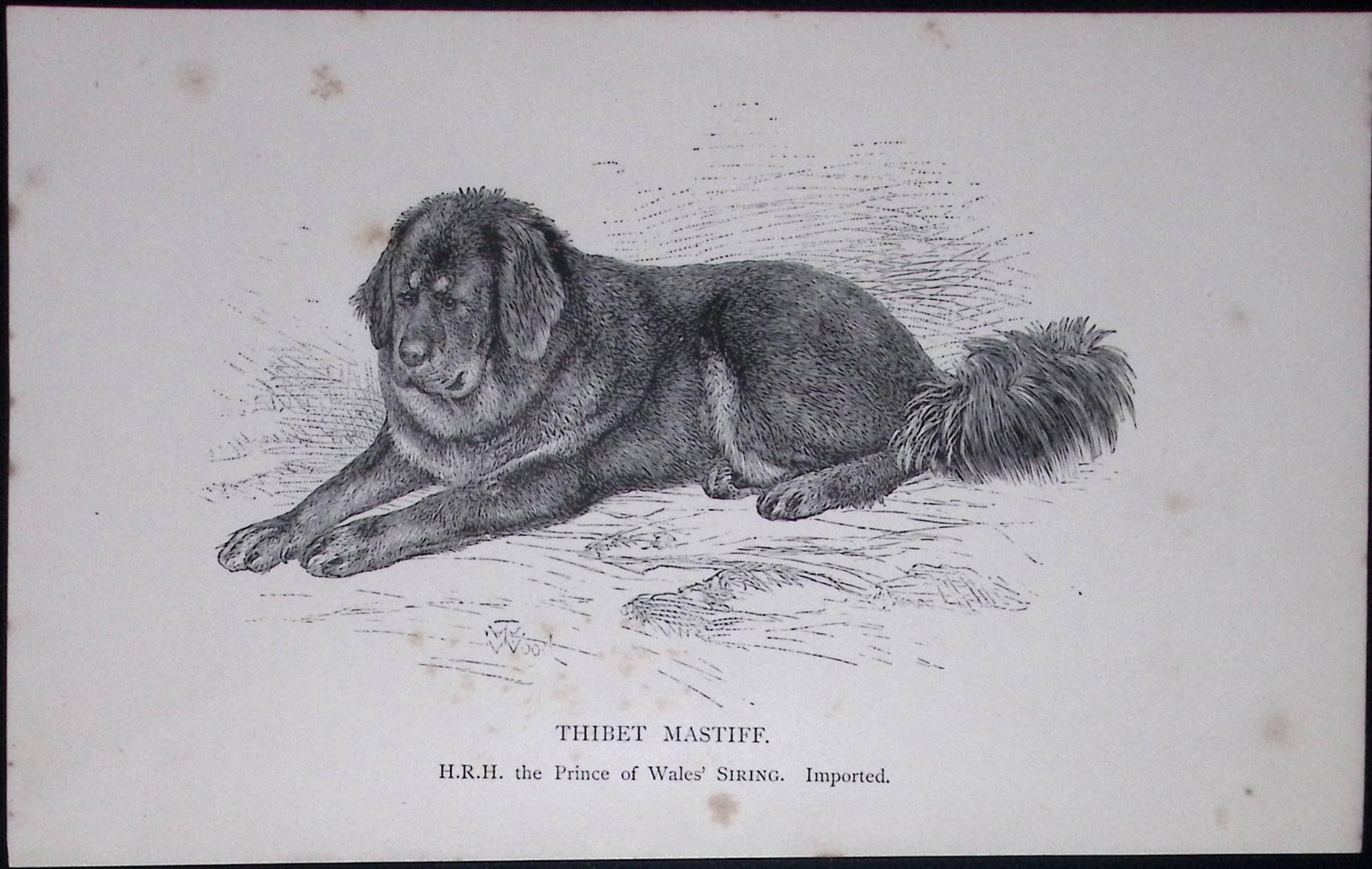 Thibet Mastiff British Dogs by Hugh Dalziel 1889 Antique Book Plate-49: Title: Thibet Mastiff British Dogs by Hugh Dalziel 1889 Antique Book Plate-49 Description: This Antique Book Plate Was Removed from a Edition of British Dogs by Hugh Dalziel 1889. Each Pri