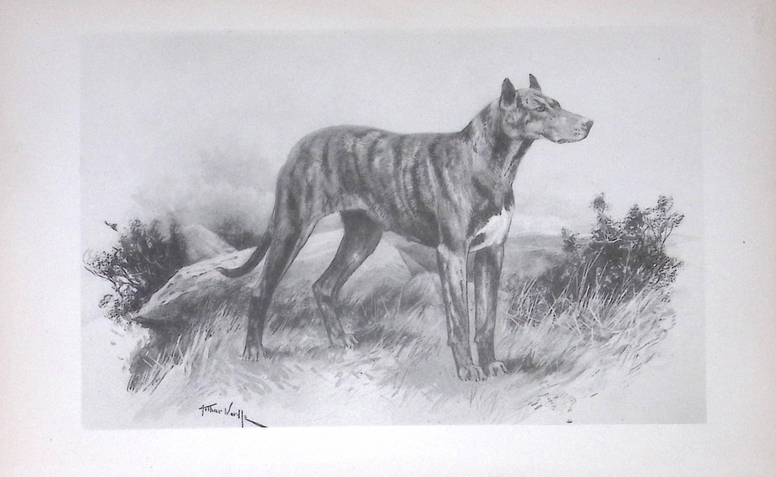 Great Dane Antique Book Plate Rawdon Lee Modern Dogs 1893-33: Title: Great Dane Antique Book Plate Rawdon Lee Modern Dogs 1893-33 Description: This Antique Book Plate Was Removed from an Edition of Modern Dogs by Rawdon Lee 1893. Each Print Measures Approx Each