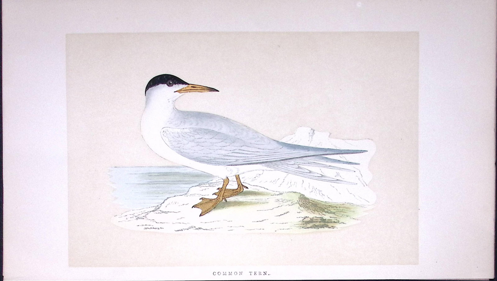 Common Tern Bird- Rev Morris First Edition Antique Woodblock Engraving-189: Title: Common Tern Bird- Rev Morris First Edition Antique Woodblock Engraving-189 Description: This Chromolithographic Woodblock Engraving Has Been Removed from a First Antique Edition of.