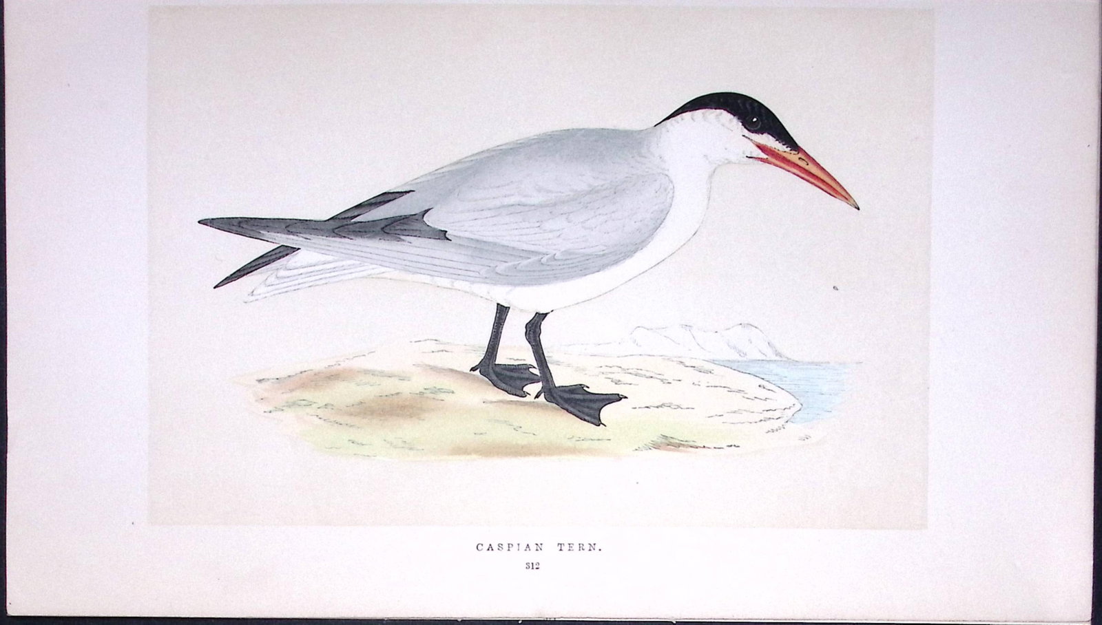 Caspian Tern Bird- Rev Morris First Edition Antique Woodblock Engraving-186: Title: Caspian Tern Bird- Rev Morris First Edition Antique Woodblock Engraving-186 Description: This Chromolithographic Woodblock Engraving Has Been Removed from a First Antique Edition of.