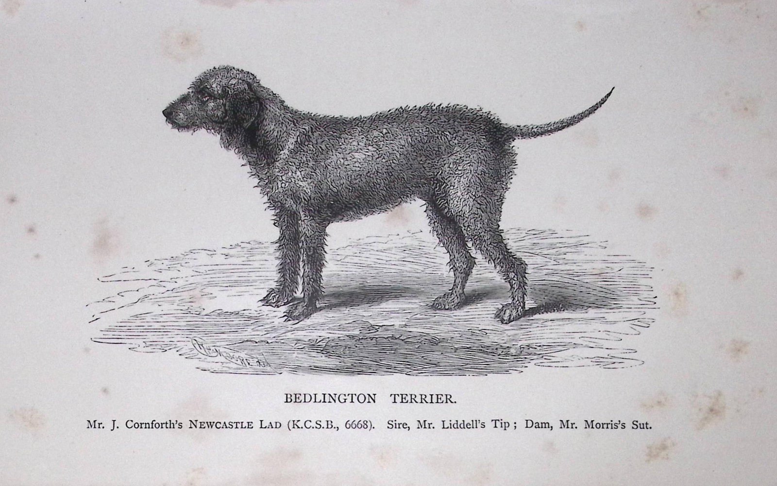 Bedlington Terrier British Dogs by Hugh Dalziel 1889 Antique Book Plate-58: Title: Bedlington Terrier British Dogs by Hugh Dalziel 1889 Antique Book Plate-58 Description: This Antique Book Plate Was Removed from a Edition of British Dogs by Hugh Dalziel 1889. Each