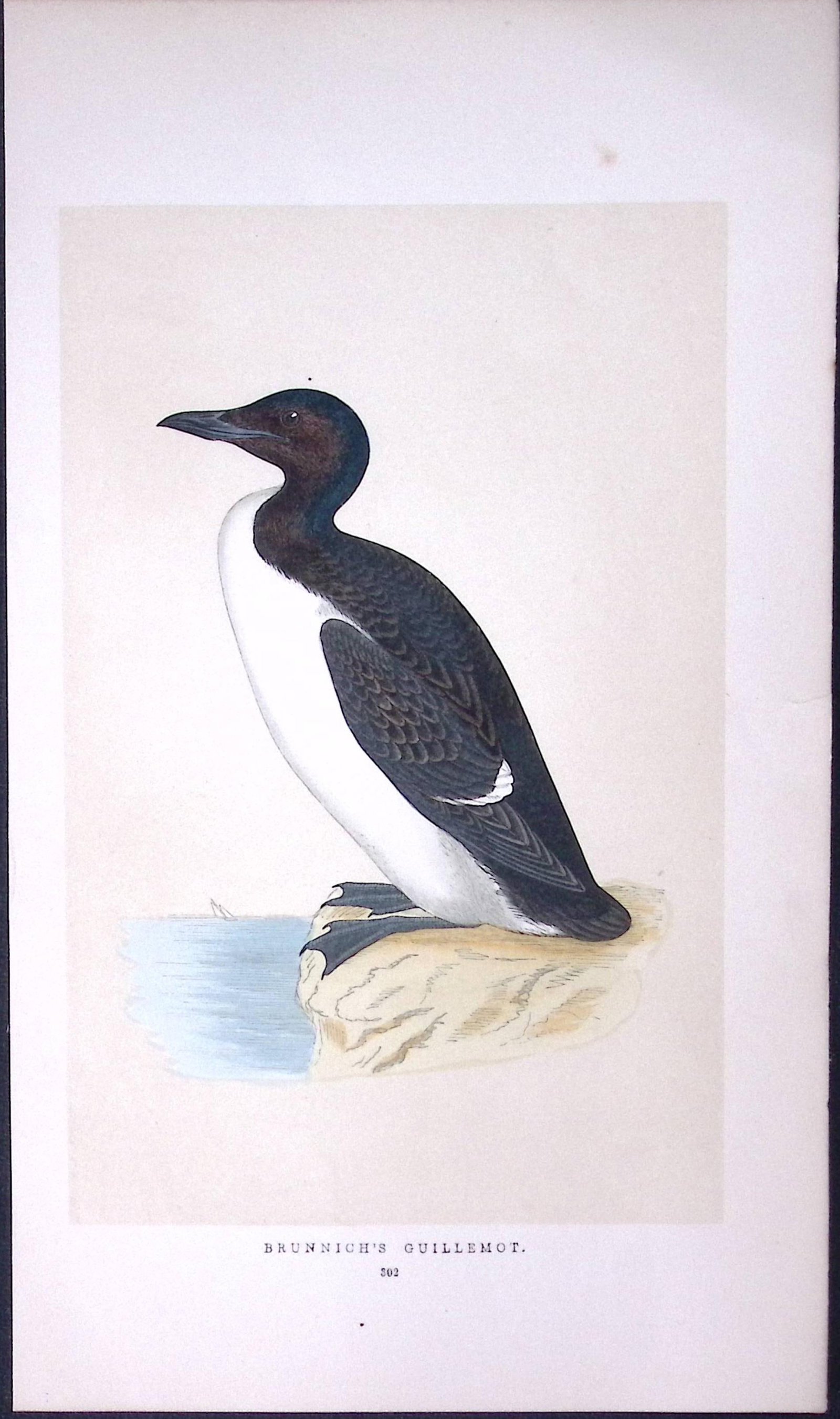 Brunnich’s Guillemot Bird- Rev Morris First Edition Antique Woodblock Engraving-176: Title: Brunnich’s Guillemot Bird- Rev Morris First Edition Antique Woodblock Engraving-176 Description: This Chromolithographic Woodblock Engraving Has Been Removed from a First Antique Edition