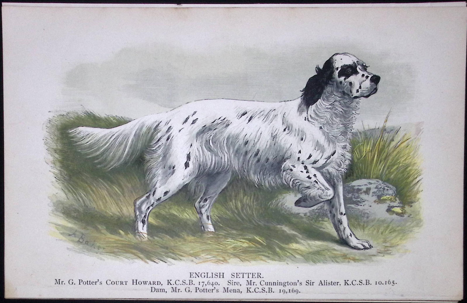 English Setter British Dogs by Hugh Dalziel 1889 Antique Coloured Book Plate-4: Title: English Setter British Dogs by Hugh Dalziel 1889 Antique Coloured Book Plate-4 Description: This Antique Book Plate Was Removed from a Edition of British Dogs by Hugh Dalziel 1889.