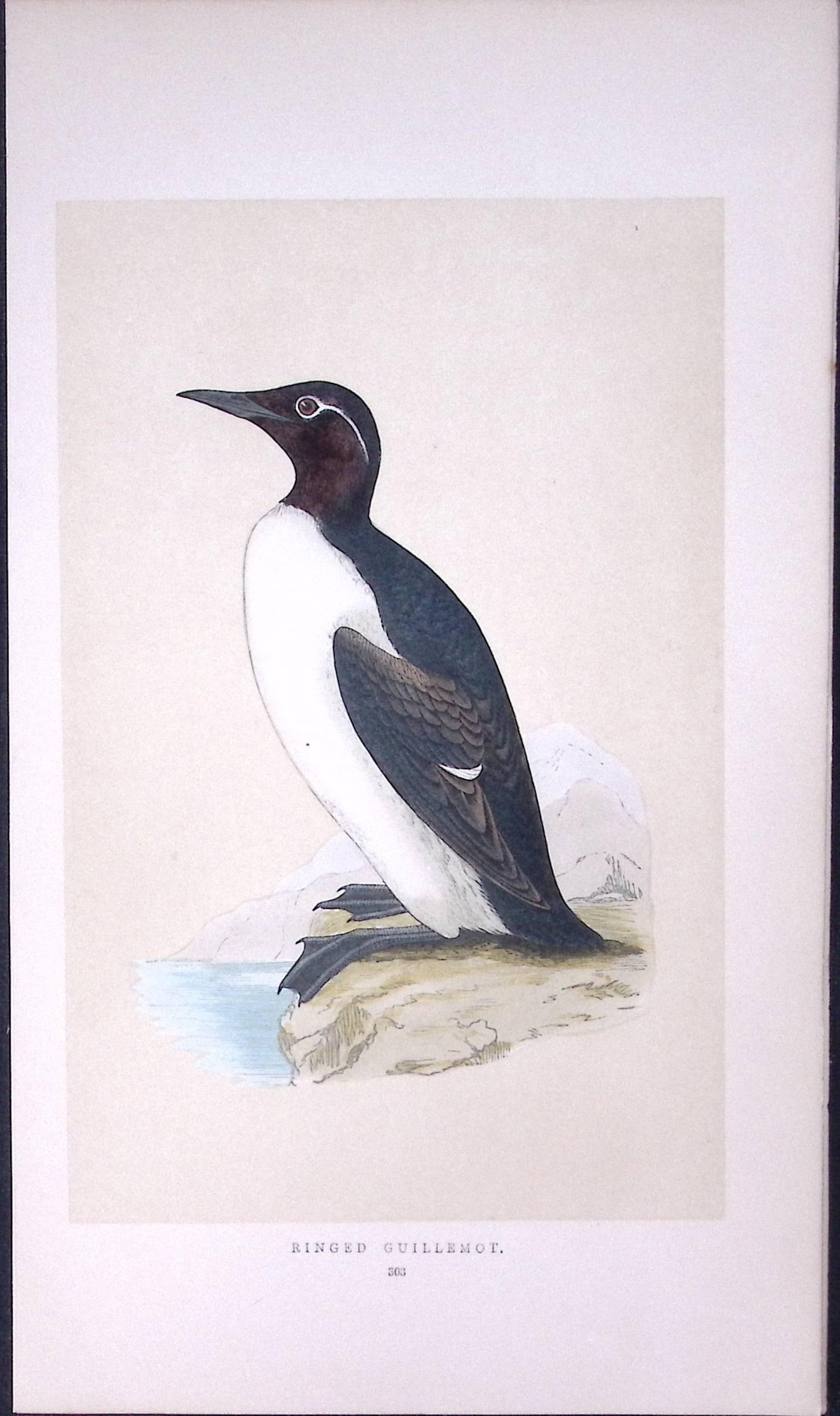 Ringed Guillemot Bird- Rev Morris First Edition Antique Woodblock Engraving-177: Title: Ringed Guillemot Bird- Rev Morris First Edition Antique Woodblock Engraving-177 Description: This Chromolithographic Woodblock Engraving Has Been Removed from a First Antique Edition of.