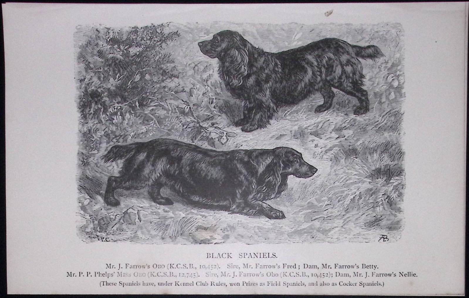 Black Spaniel British Dogs by Hugh Dalziel 1889 Antique Book Plate-33: Title: Black Spaniel British Dogs by Hugh Dalziel 1889 Antique Book Plate-33 Description: This Antique Book Plate Was Removed from a Edition of British Dogs by Hugh Dalziel 1889. Each Prin