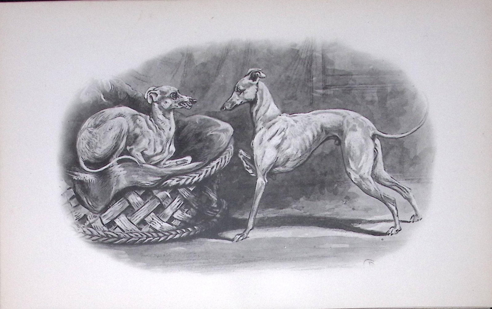 Italian Greyhounds Antique Book Plate Rawdon Lee Modern Dogs 1894-20: Title: Italian Greyhounds Antique Book Plate Rawdon Lee Modern Dogs 1894-20 Description: This Antique Book Plate Was Removed from an Edition of Modern Dogs by Rawdon Lee 1893. Each Print Measur
