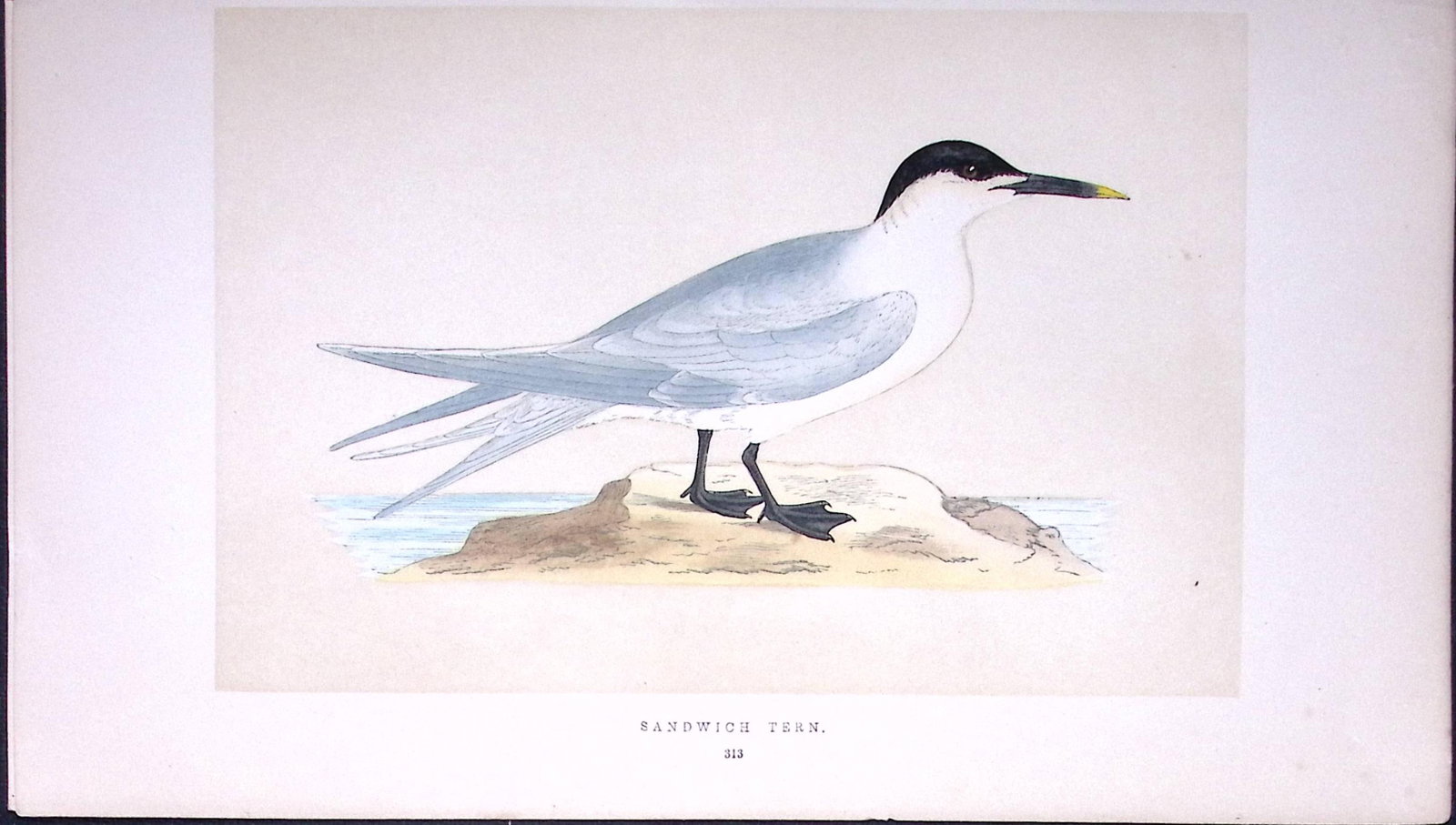 Sandwich Tern Bird- Rev Morris First Edition Antique Woodblock Engraving-187: Title: Sandwich Tern Bird- Rev Morris First Edition Antique Woodblock Engraving-187 Description: This Chromolithographic Woodblock Engraving Has Been Removed from a First Antique Edition of.