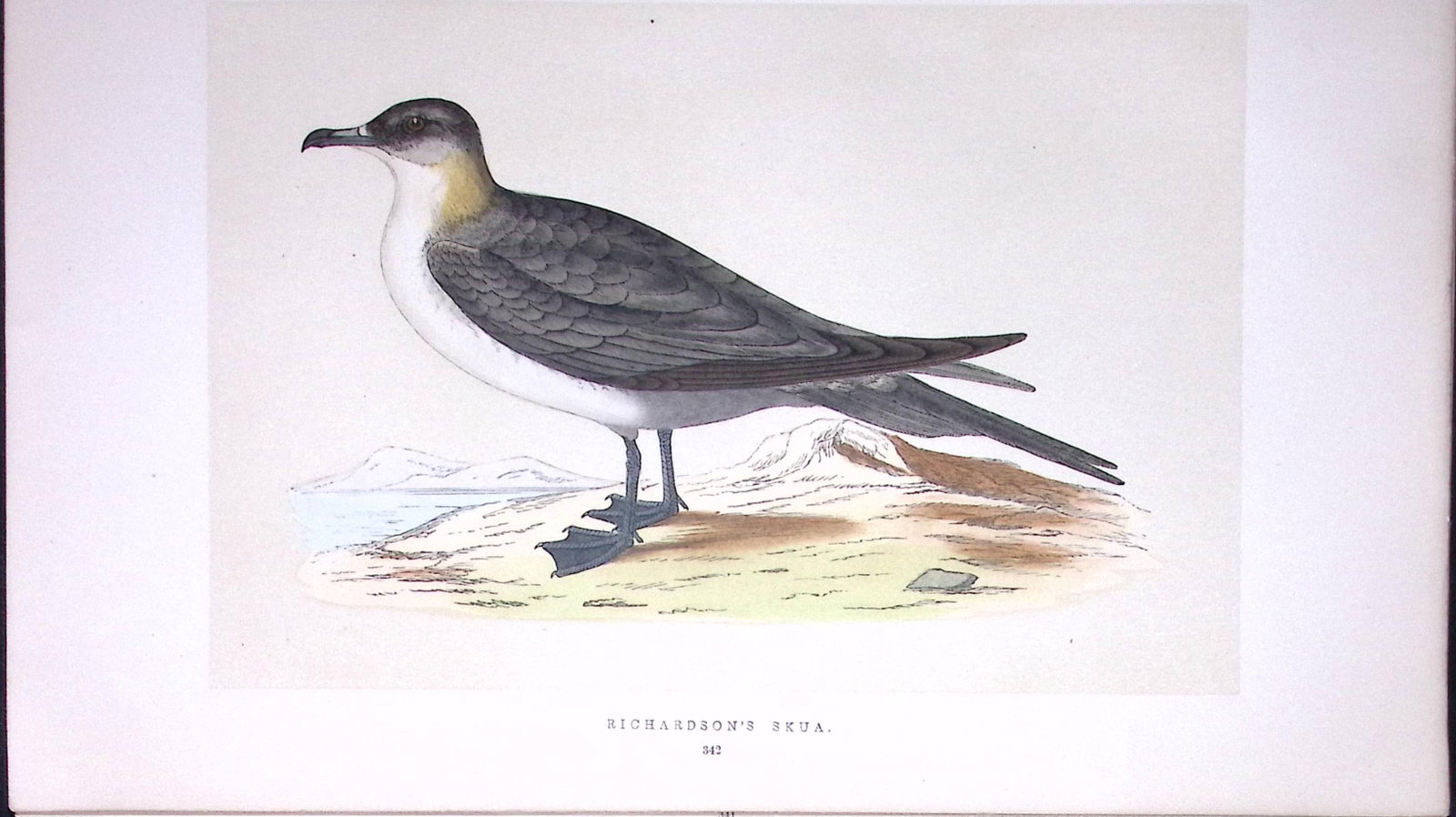Richardson’s Skua Bird- Rev Morris First Edition Antique Woodblock Engraving-215 (1 of 2)