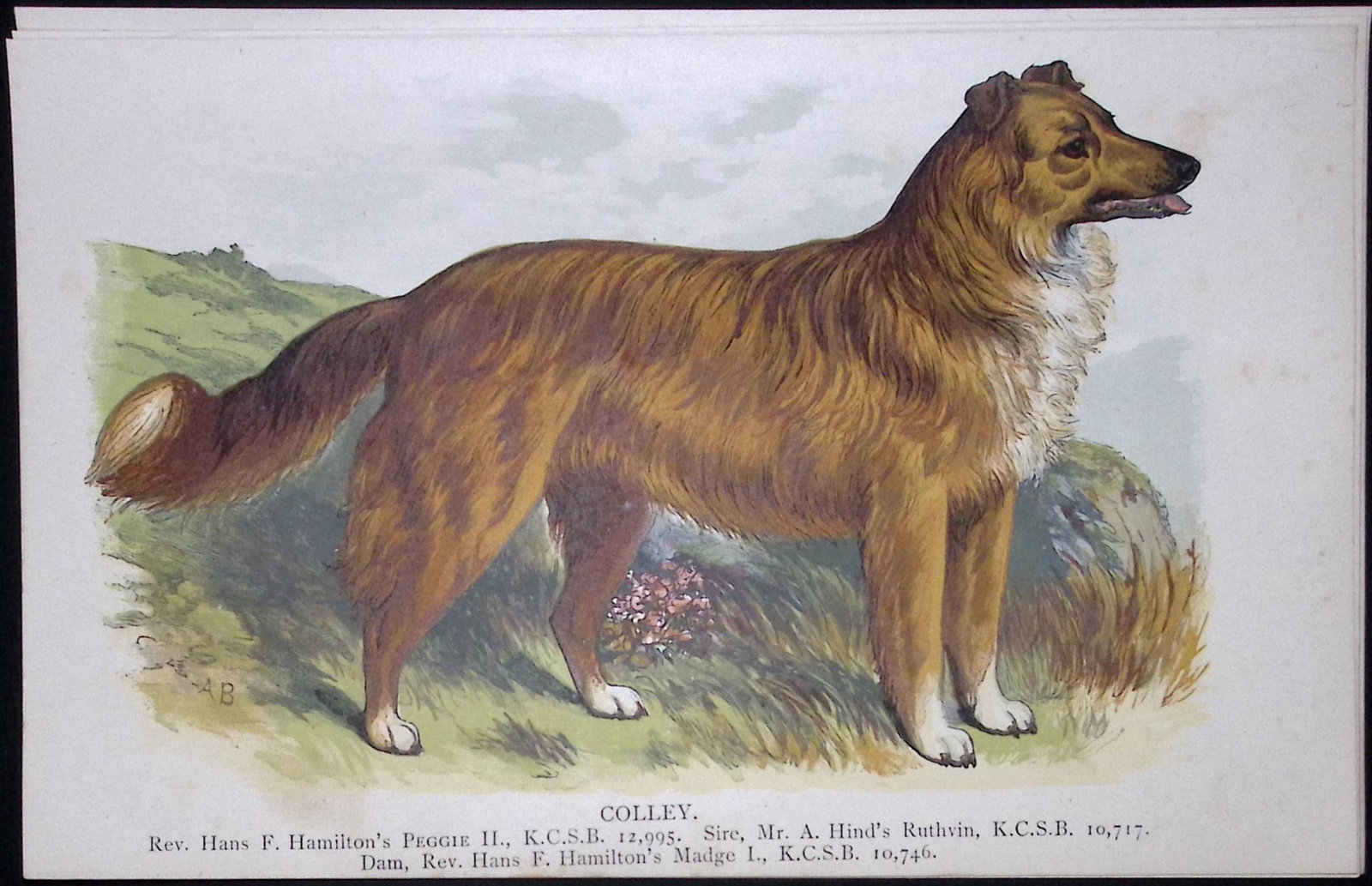 Collie British Dogs by Hugh Dalziel 1889 Antique Coloured Book Plate-8: Title: Collie British Dogs by Hugh Dalziel 1889 Antique Coloured Book Plate-8 Description: This Antique Book Plate Was Removed from a Edition of British Dogs by Hugh Dalziel 1889. Each Pri