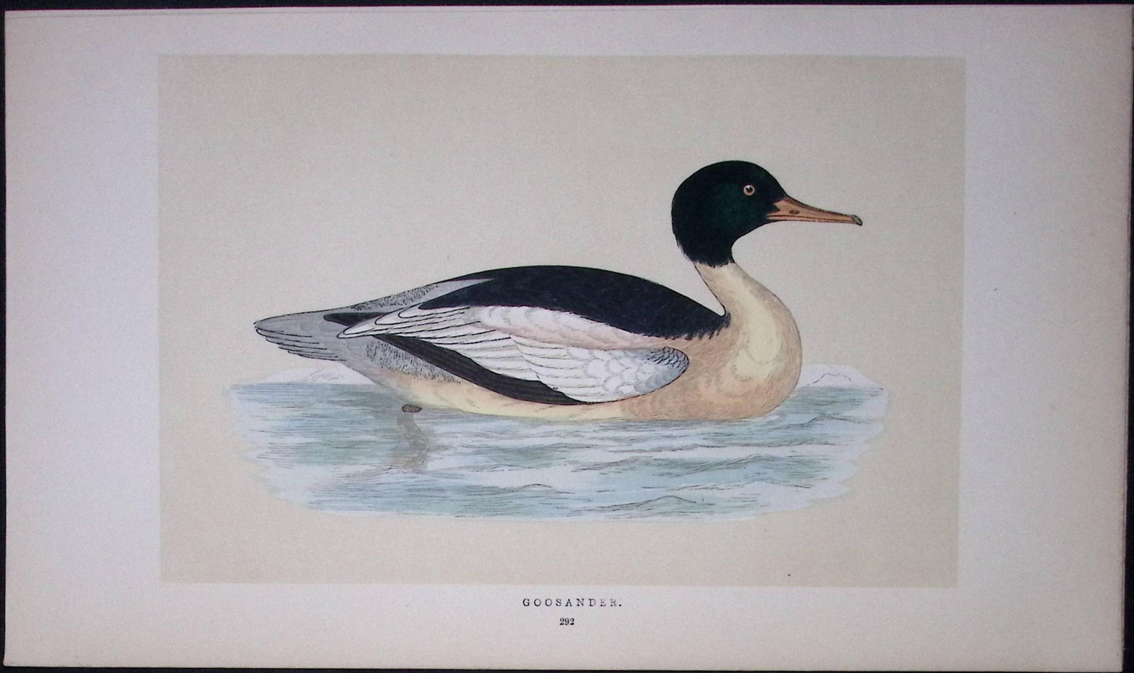 Goosander Bird- Rev Morris First Edition Antique Woodblock Engraving-102: Title: Goosander Bird- Rev Morris First Edition Antique Woodblock Engraving-102 Description: This Chromolithographic Woodblock Engraving Has Been Removed from a First Antique Edition of. Rev F