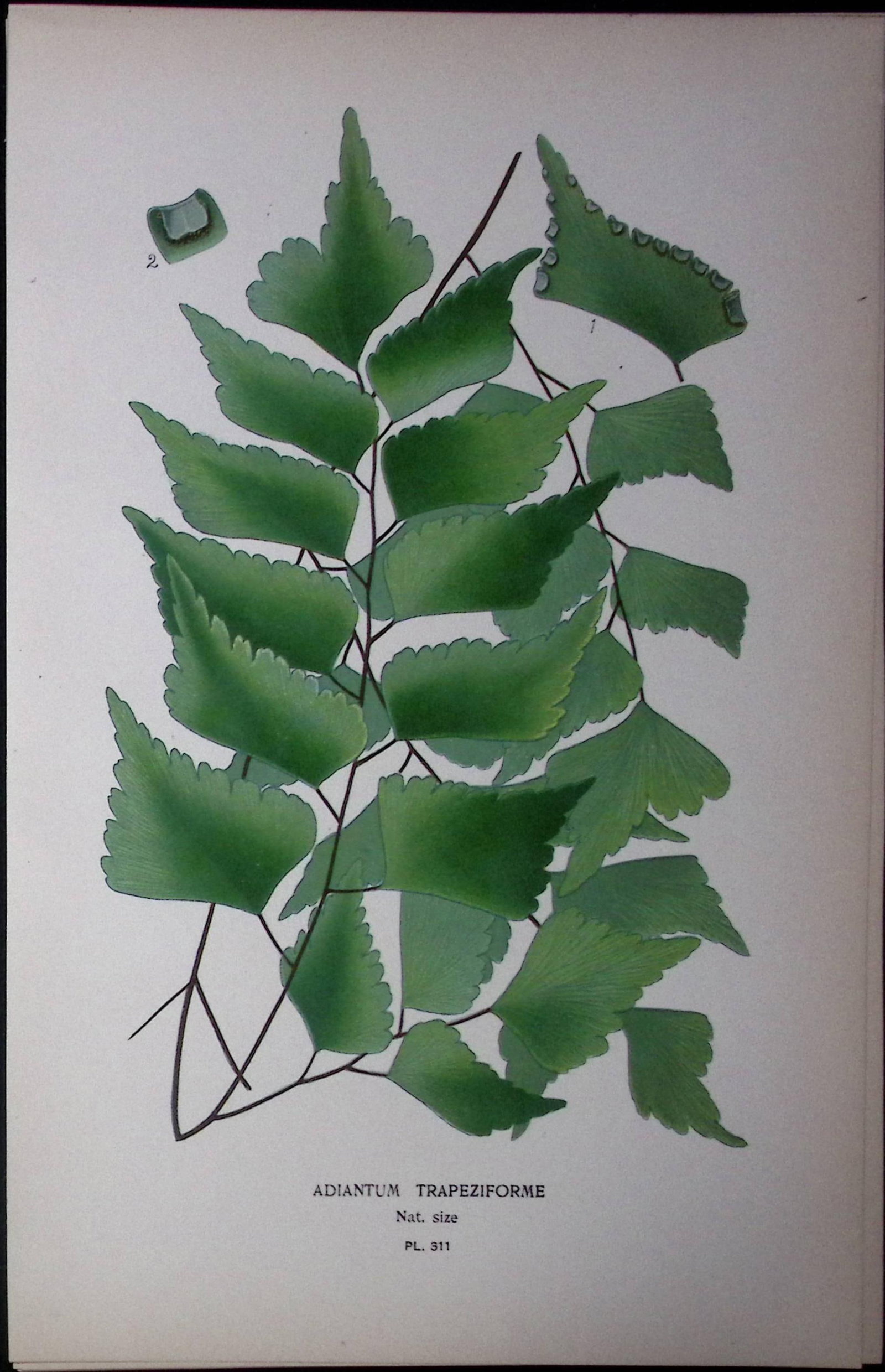 Diamond Maidenhair Fern Edward Step Rare Antique Botanical Book Plate-311: Title: Diamond Maidenhair Fern Edward Step Rare Antique Botanical Book Plate-311 Description: This Rare Beautiful Chromolithograph Was Removed from a Circa 1897 Antique Edition of. The Favourit