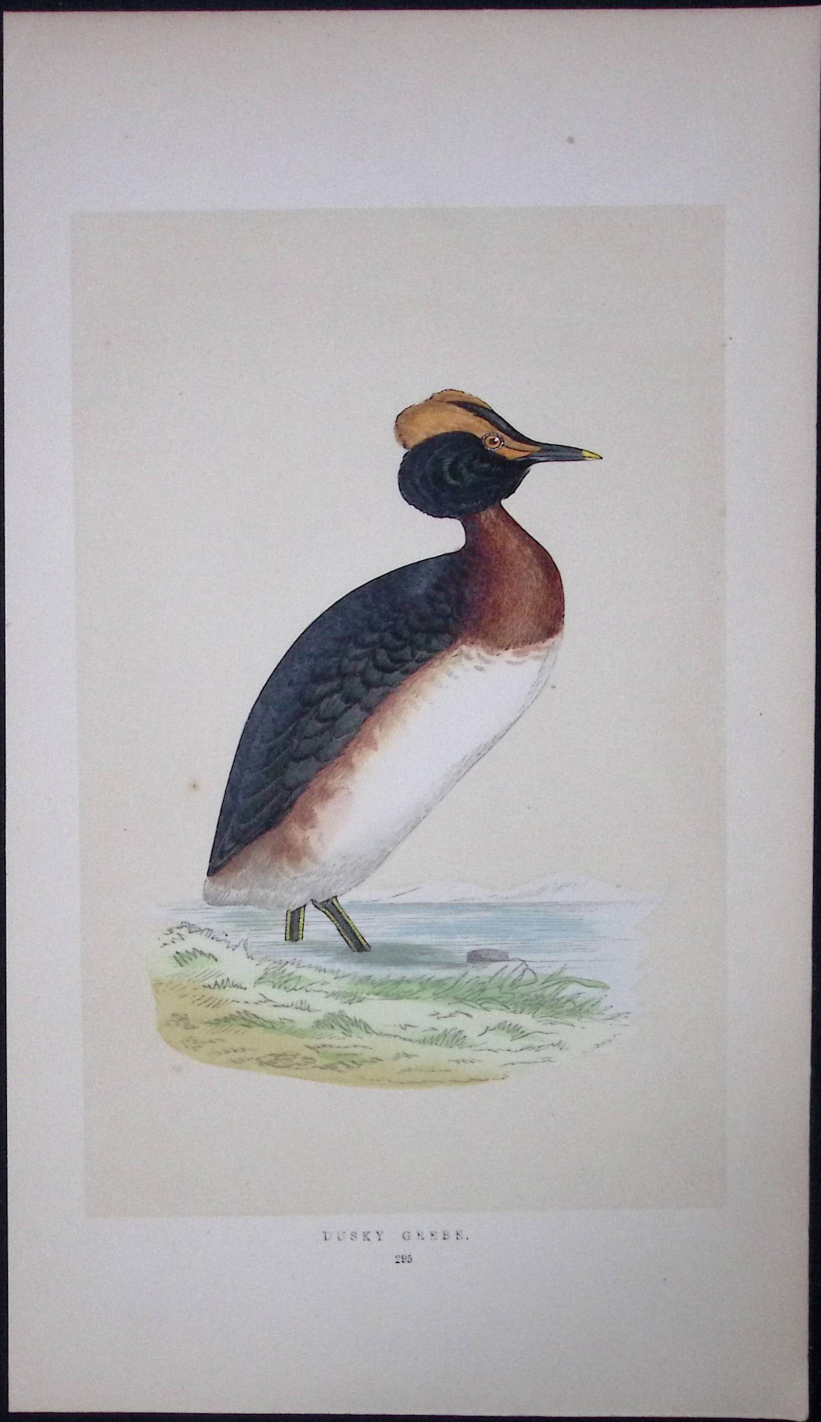 Dusky Grebe Bird- Rev Morris First Edition Antique Woodblock Engraving-105: Title: Dusky Grebe Bird- Rev Morris First Edition Antique Woodblock Engraving-105 Description: This Chromolithographic Woodblock Engraving Has Been Removed from a First Antique Edition of. Rev F O