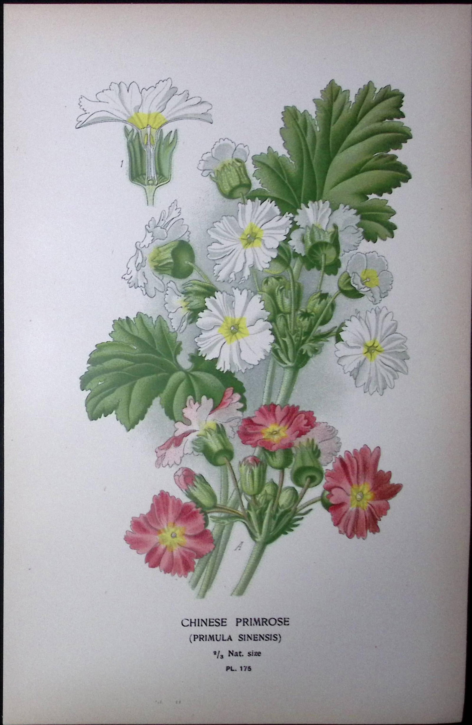 Chinese Primrose Edward Step Rare Antique Botanical Book Plate-175: Title: Chinese Primrose Edward Step Rare Antique Botanical Book Plate-175 Description: This Rare Beautiful Chromolithograph Was Removed from a Circa 1897 Antique Edition of. The Favourite