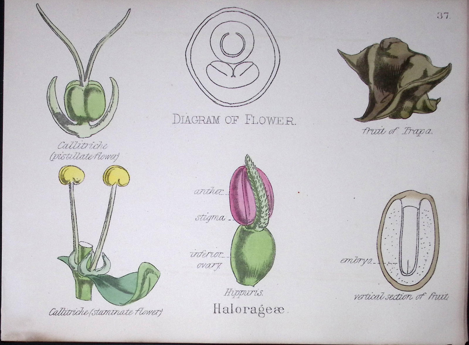Water Milfoils Botanical Flower Diagram Rare Antique First Edition Illustration-37: Title: Water Milfoils Botanical Flower Diagram Rare Antique First Edition Illustration-37 Description: 150 Years-Old First Edition Hand-Coloured First Edition illustration by W. H. Fitch with