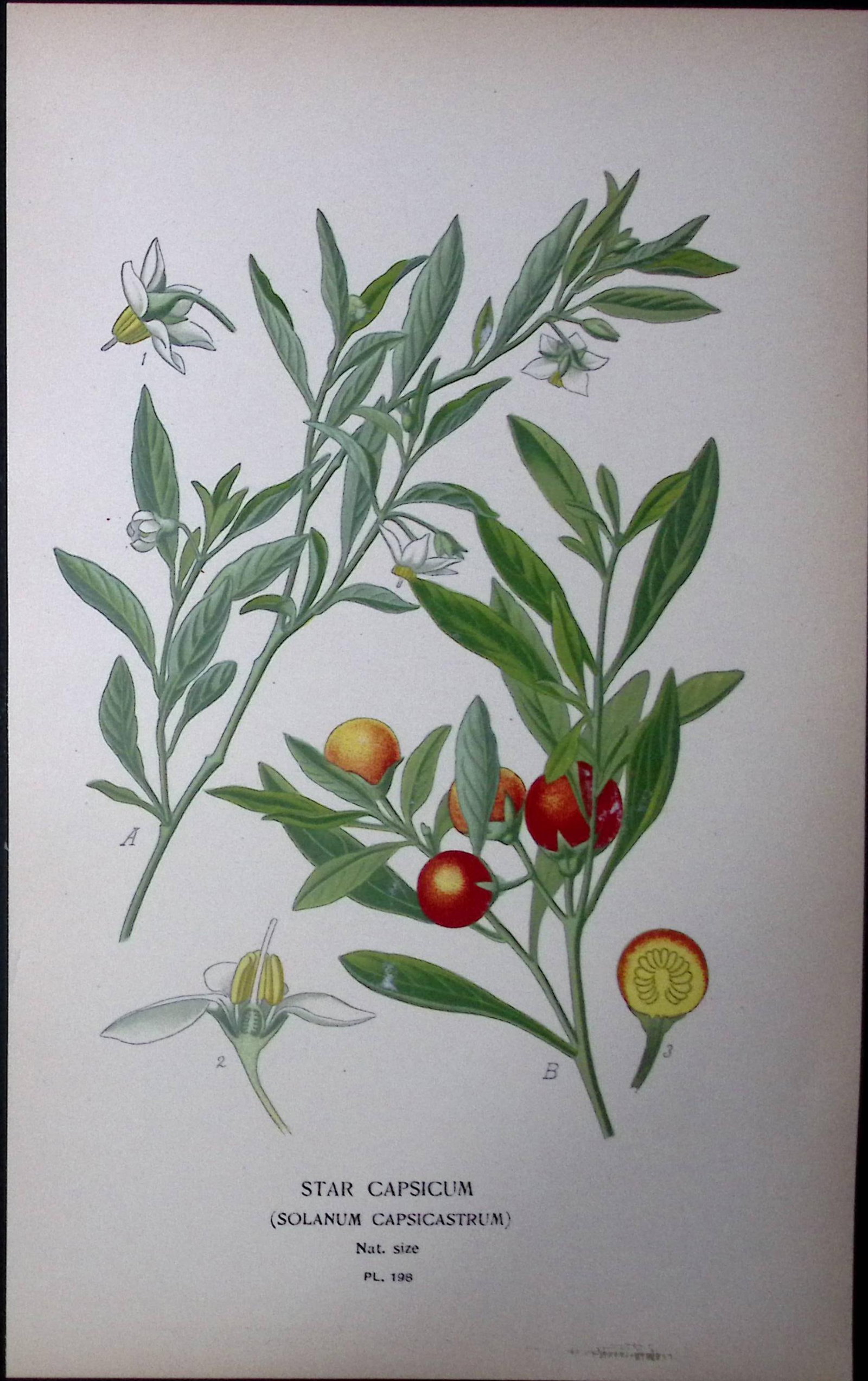 Star Capsicum Flower Edward Step Rare Antique Botanical Book Plate-198: Title: Star Capsicum Flower Edward Step Rare Antique Botanical Book Plate-198 Description: This Rare Beautiful Chromolithograph Was Removed from a Circa 1897 Antique Edition of. The Favourite Flowers