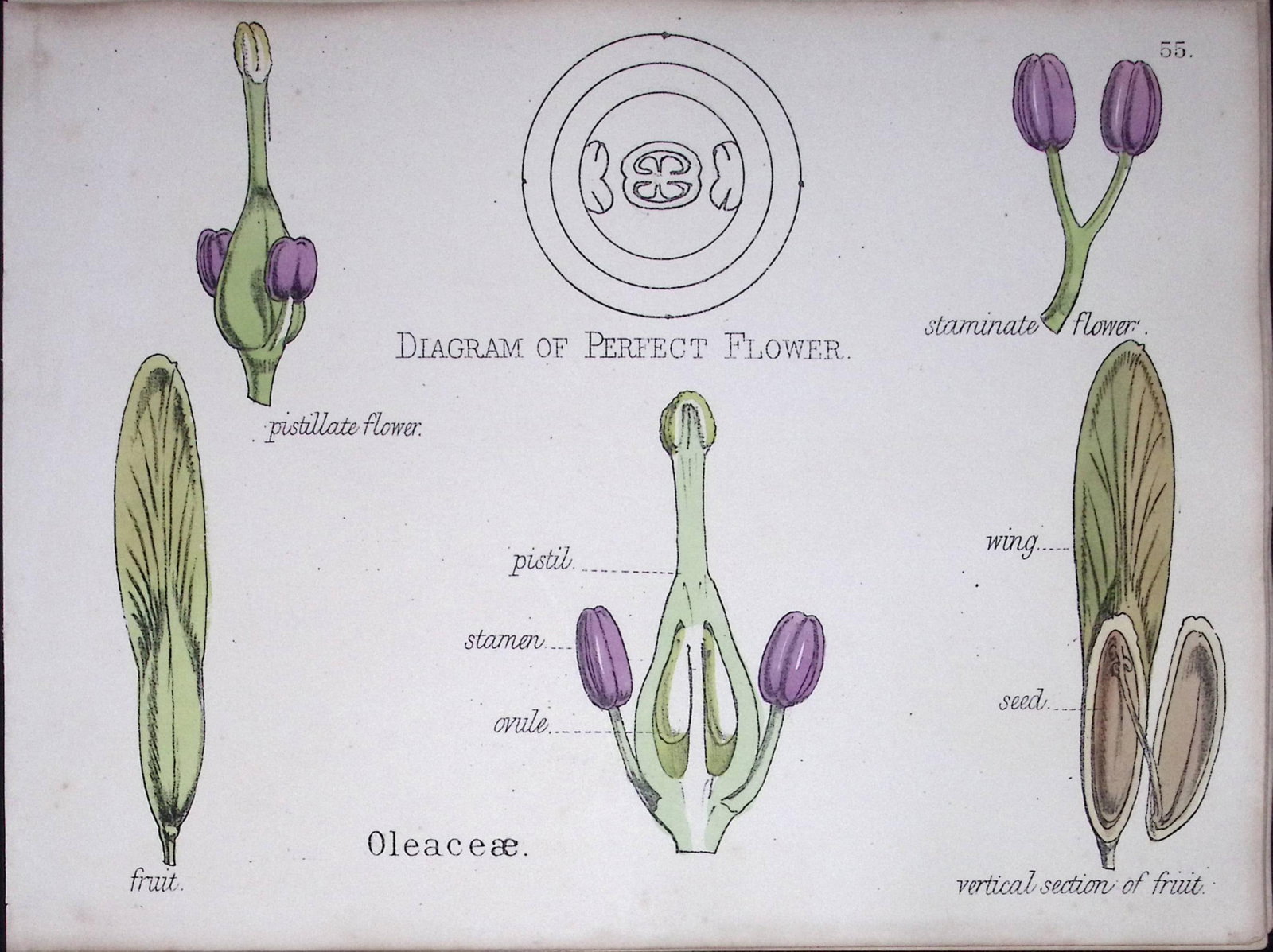 Olive Family Botanical Flower Diagram Rare Antique First Edition Illustration-55: Title: Olive Family Botanical Flower Diagram Rare Antique First Edition Illustration-55 Description: 150 Years-Old First Edition Hand-Coloured First Edition illustration by W. H. Fitch with
