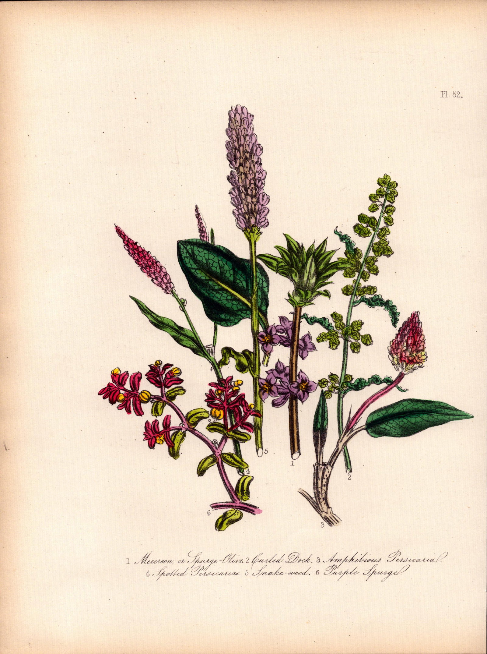 Rare 165-Yr-Old Antique Wildflower Gilt-Edged Illustration Jane Webb Loudon-52.: Title: Rare 165-Yr-Old Antique Wildflower Gilt-Edged Illustration Jane Webb Loudon-52. Description: Rare 165-Yr-Old Antique Wildflower Gilt-Edged Illustration Jane Webb Loudon-52. With Original