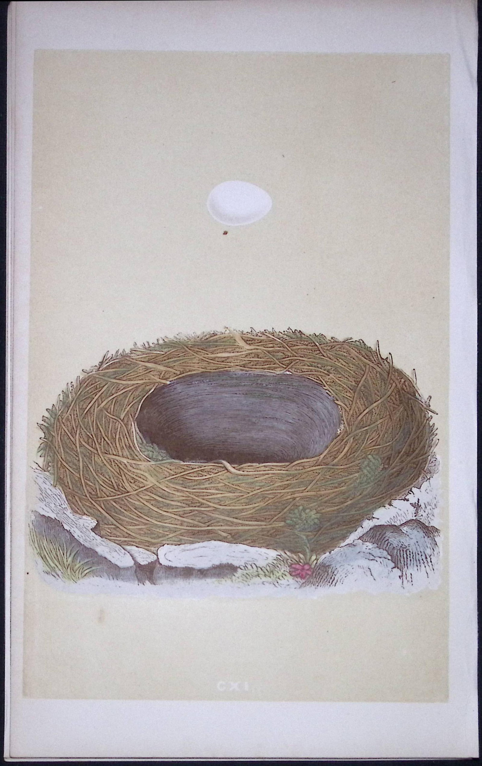 Rev Morris Blackstart Bird Nest & Egg Antique Woodblock Engraving-56: Title: Rev Morris Blackstart Bird Nest & Egg Antique Woodblock Engraving-56 Description: This Original Antique Colour Engraved Plate Was Removed from a First Edition of. The Rev FO Mor