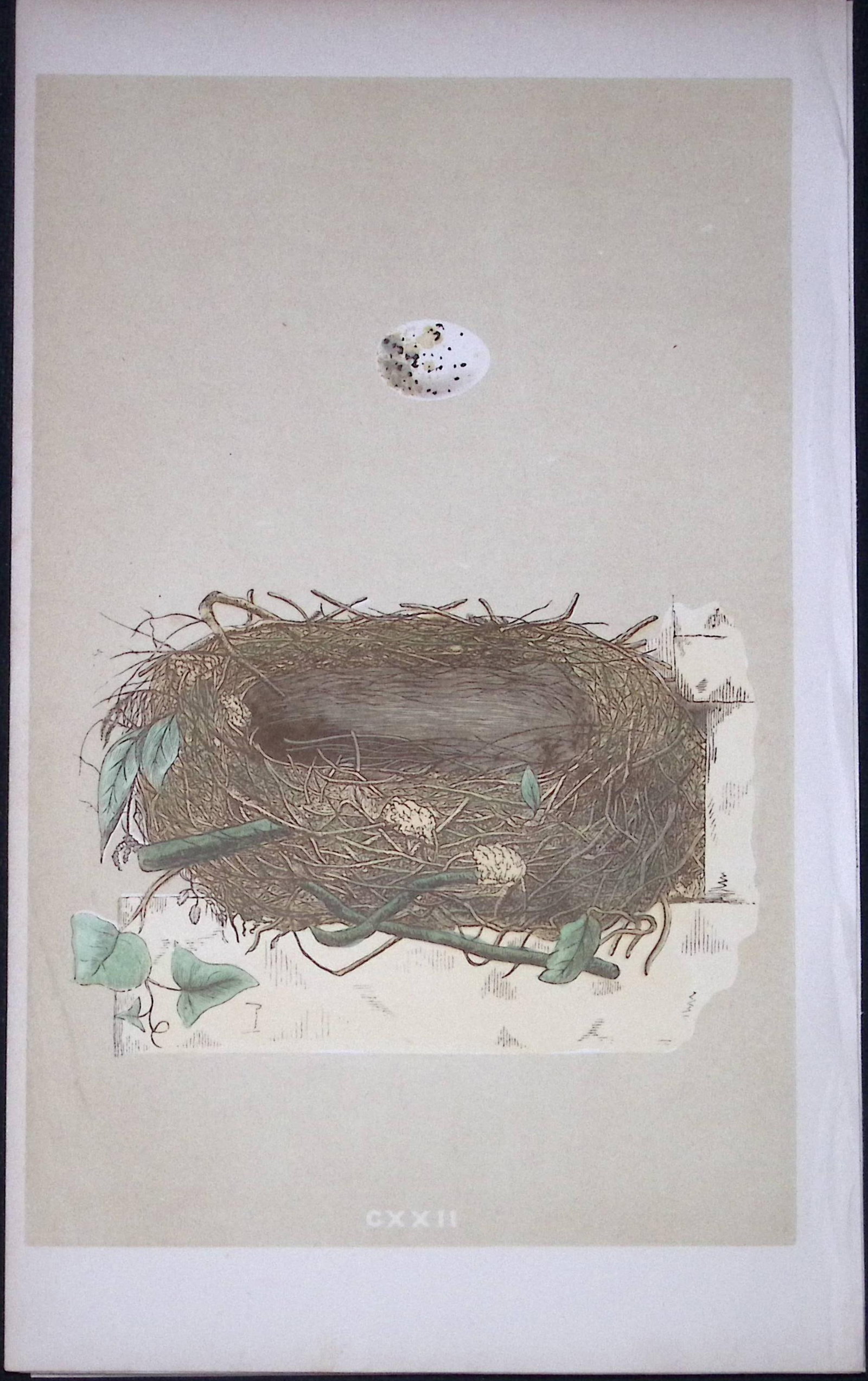 Rev Morris Orphean Warbler Bird Nest & Egg Antique Woodblock Engraving-78: Title: Rev Morris Orphean Warbler Bird Nest & Egg Antique Woodblock Engraving-78 Description: This Original Antique Colour Engraved Plate Was Removed from a First Edition of. The Rev FO Morris