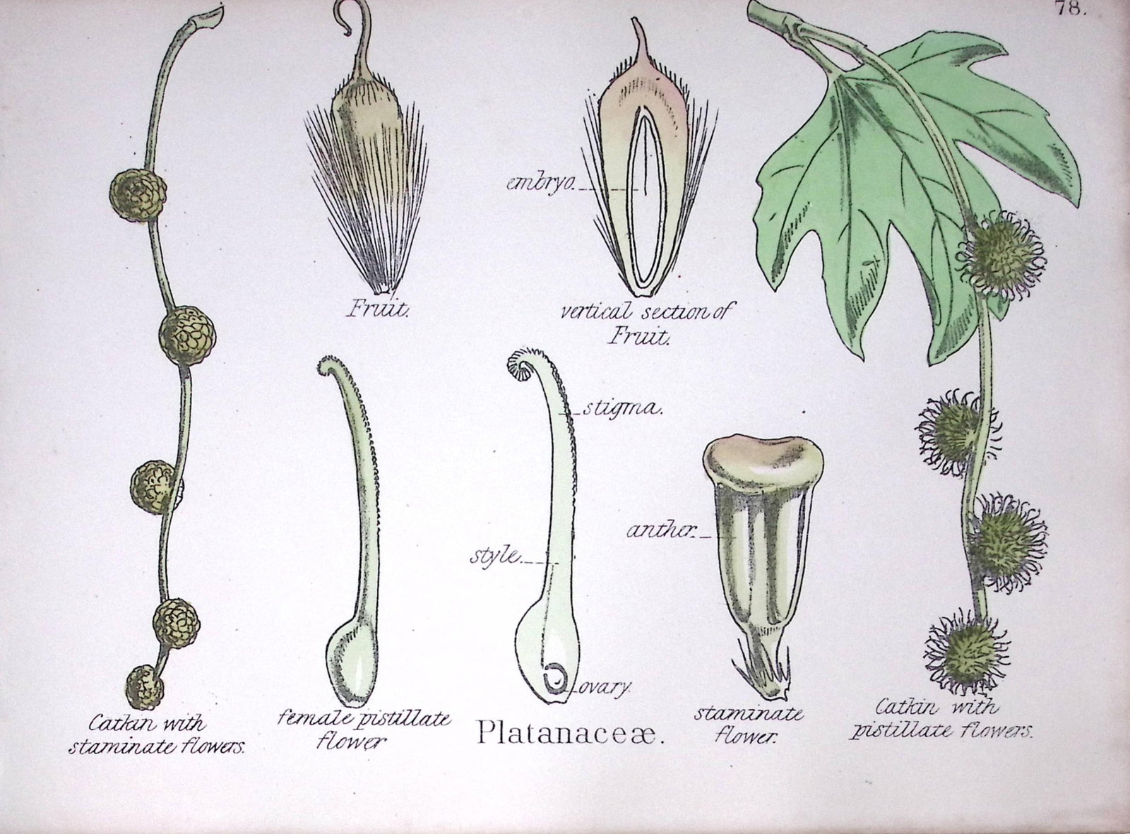 Plane Tree Family Botanical Flower Diagram Rare Antique First Edition Illustration-78: Title: Plane Tree Family Botanical Flower Diagram Rare Antique First Edition Illustration-78 Description: 150 Years-Old First Edition Hand-Coloured First Edition illustration by W. H. Fitch
