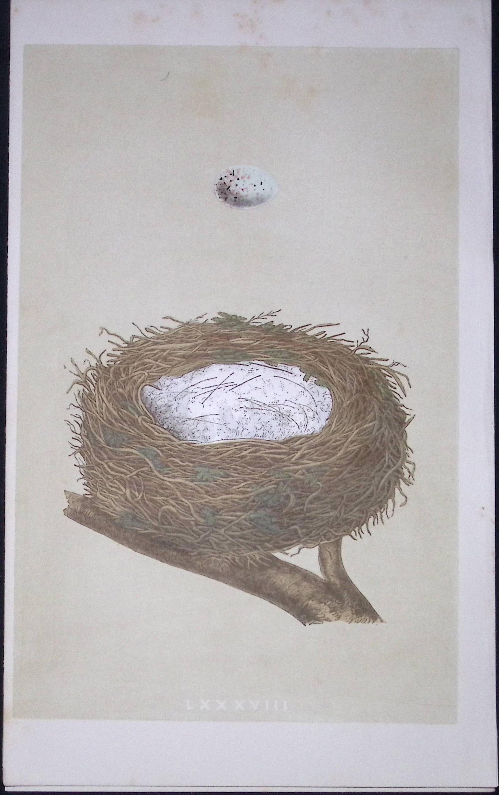 Rev Morris Linnet Bird Nest & Egg Antique Woodblock Engraving-9: Title: Rev Morris Linnet Bird Nest & Egg Antique Woodblock Engraving-9 Description: This Original Antique Colour Engraved Plate Was Removed from a First Edition of. The Rev FO Morris Natural