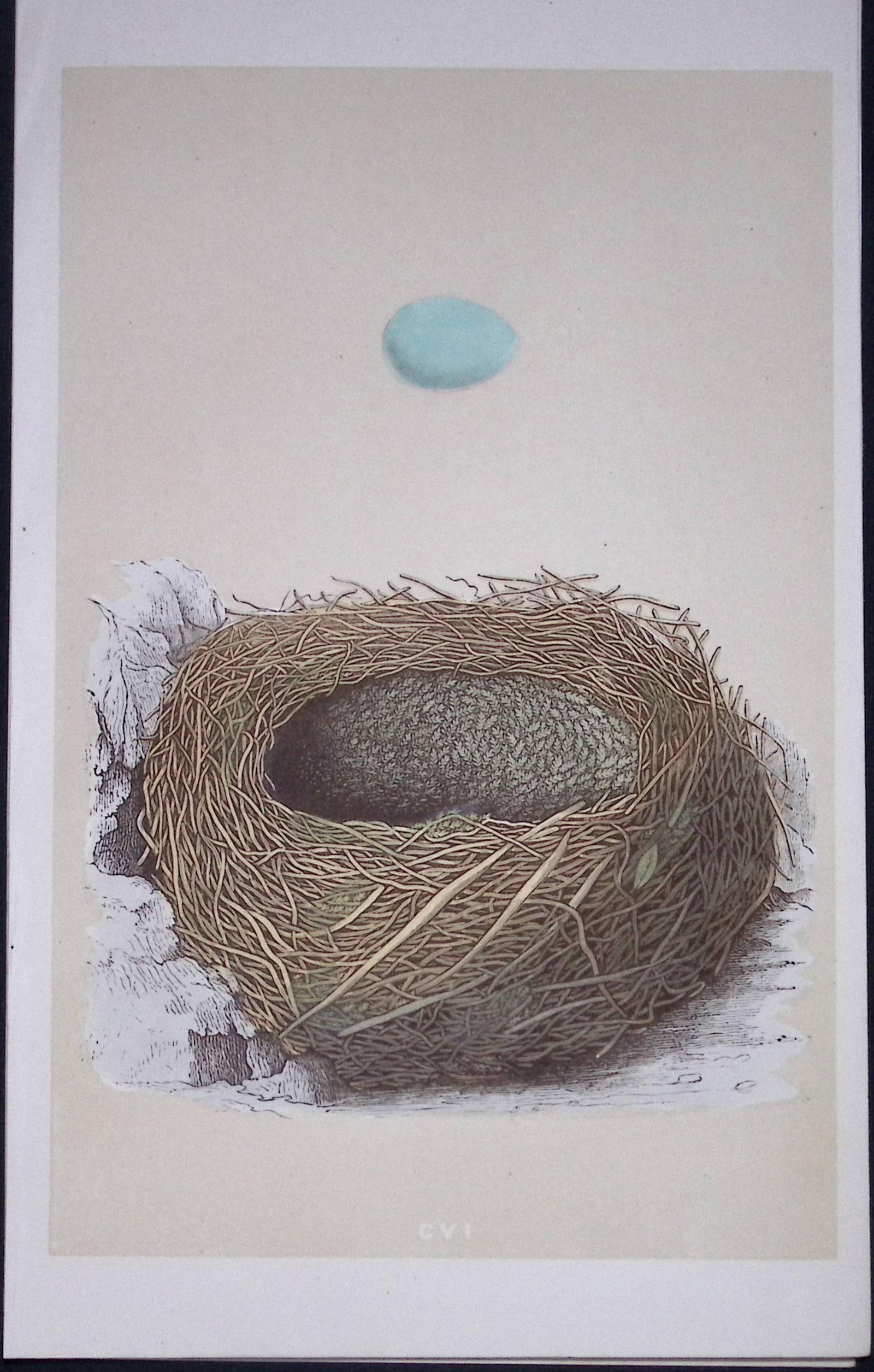 Rev Morris Alpine Accentor Bird Nest & Egg Antique Woodblock Engraving-68: Title: Rev Morris Alpine Accentor Bird Nest & Egg Antique Woodblock Engraving-68 Description: This Original Antique Colour Engraved Plate Was Removed from a First Edition of. The Rev FO Morris