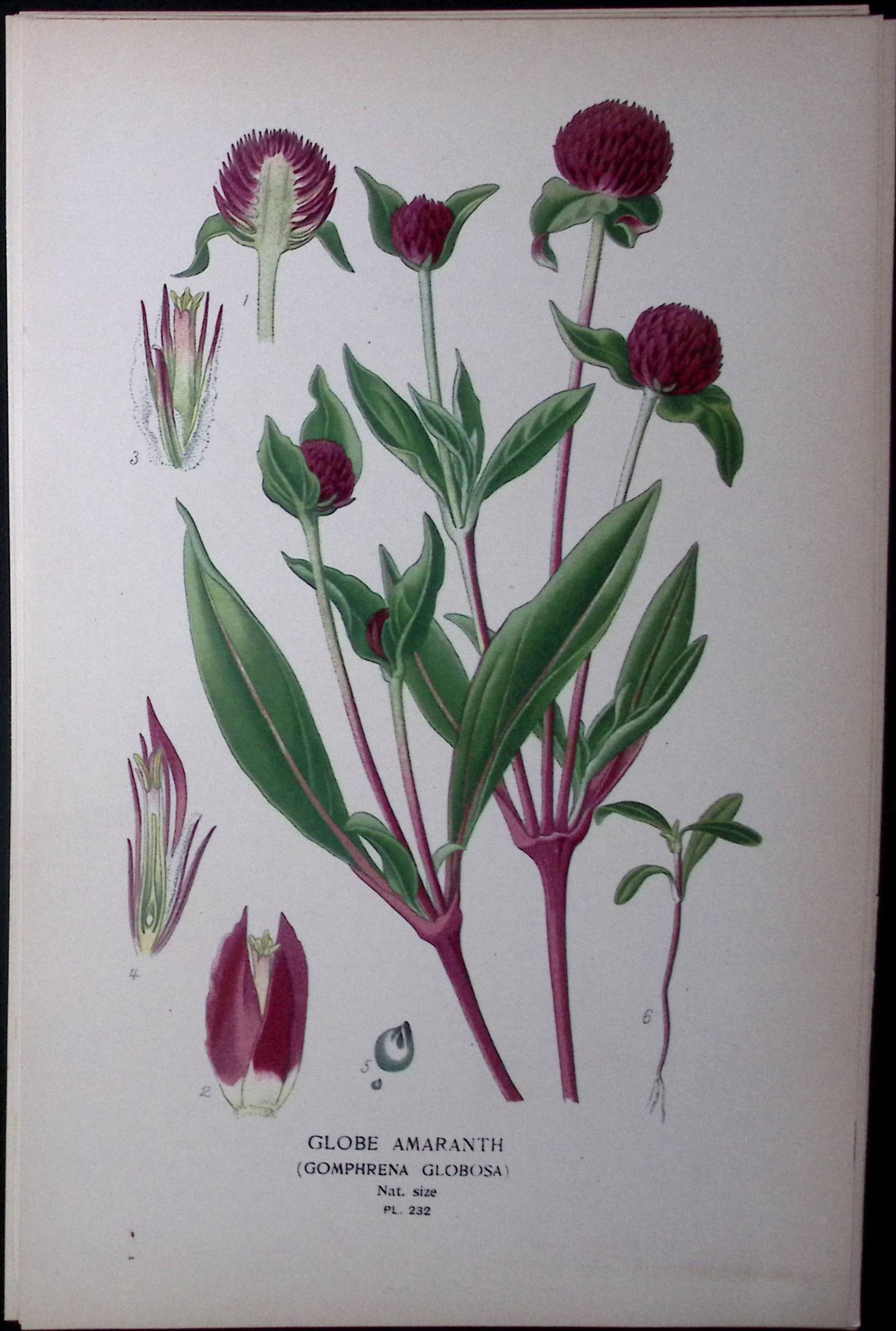 Globe Amaranth Edward Step Rare Antique Botanical Book Plate-232: Title: Globe Amaranth Edward Step Rare Antique Botanical Book Plate-232 Description: This Rare Beautiful Chromolithograph Was Removed from a Circa 1897 Antique Edition of. The Favourite Flowers