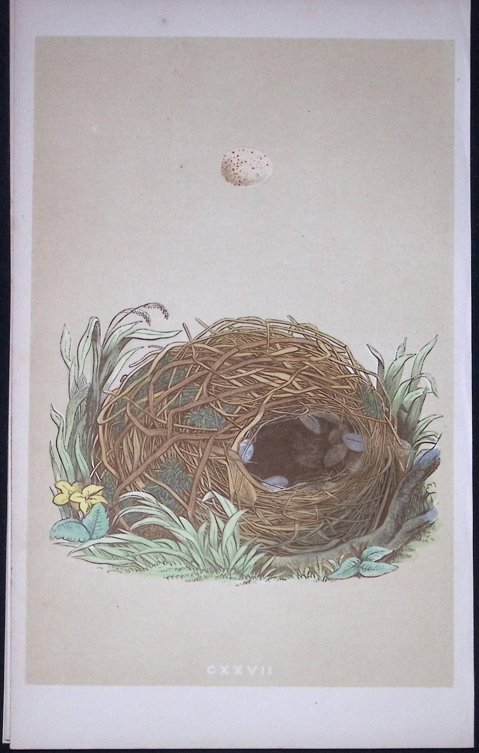 Rev Morris Willow Warbler Bird Nest & Egg Antique Woodblock Engraving-65: Title: Rev Morris Willow Warbler Bird Nest & Egg Antique Woodblock Engraving-65 Description: This Original Antique Colour Engraved Plate Was Removed from a First Edition of. The Rev FO Morris