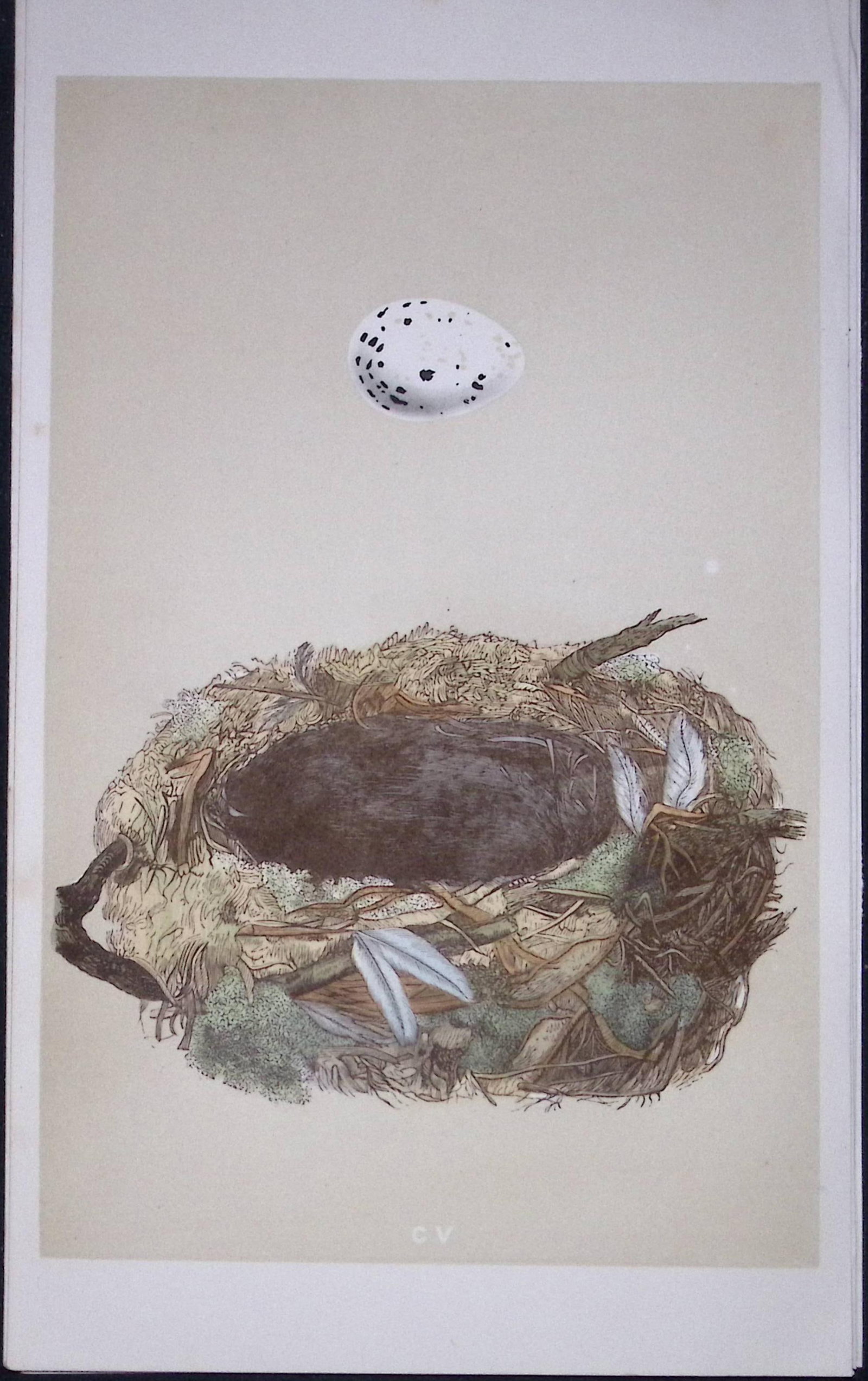 Rev Morris Golden Oriole Bird Nest & Egg Antique Woodblock Engraving-36: Title: Rev Morris Golden Oriole Bird Nest & Egg Antique Woodblock Engraving-36 Description: This Original Antique Colour Engraved Plate Was Removed from a First Edition of. The Rev FO Morris