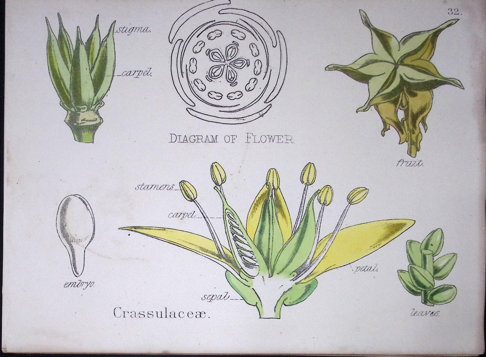 Stonecrop Botanical Flower Diagram Rare Antique First Edition Illustration-32 (1 of 2)