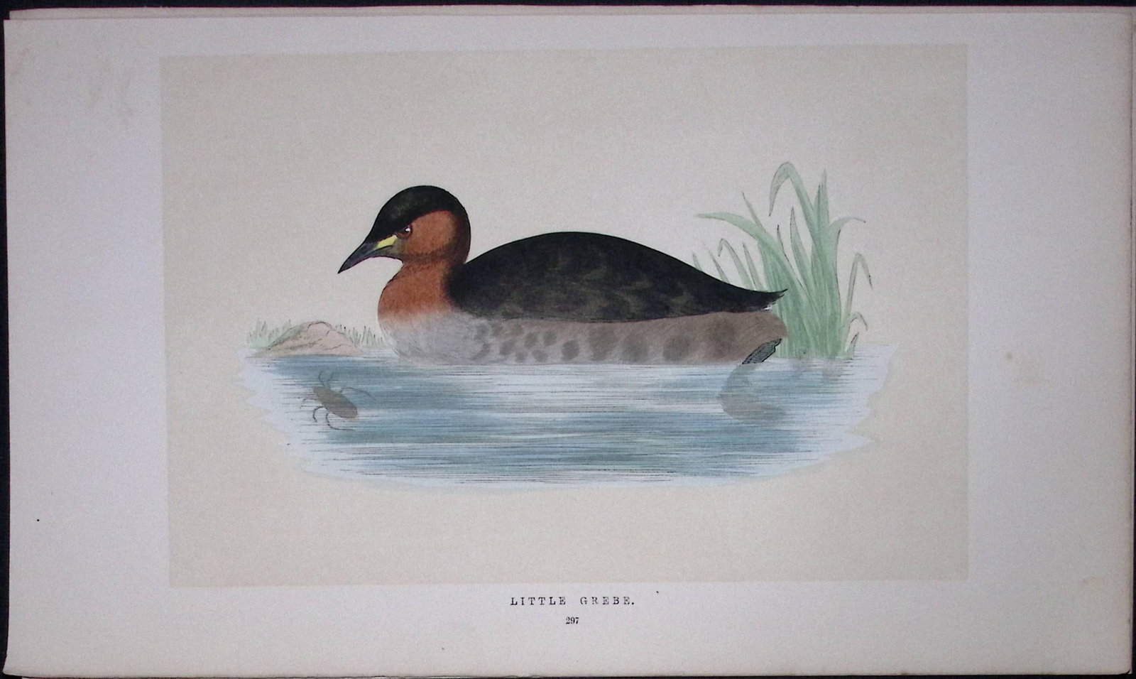 Little Grebe Bird- Rev Morris First Edition Antique Woodblock Engraving-107: Title: Little Grebe Bird- Rev Morris First Edition Antique Woodblock Engraving-107 Description: This Chromolithographic Woodblock Engraving Has Been Removed from a First Antique Edition of. Rev F O