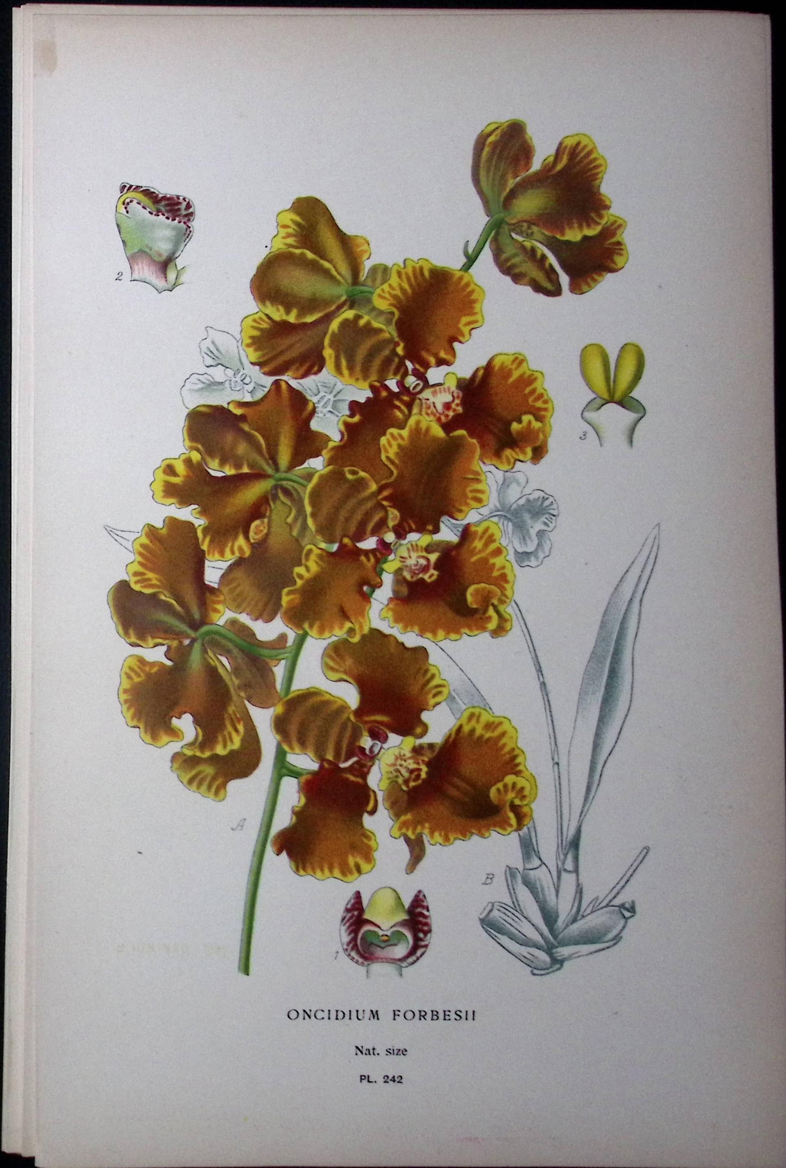 Forbes' Oncidium Orchid Edward Step Rare Antique Botanical Book Plate-242: Title: Forbes' Oncidium Orchid Edward Step Rare Antique Botanical Book Plate-242 Description: This Rare Beautiful Chromolithograph Was Removed from a Circa 1897 Antique Edition of. The Favourite