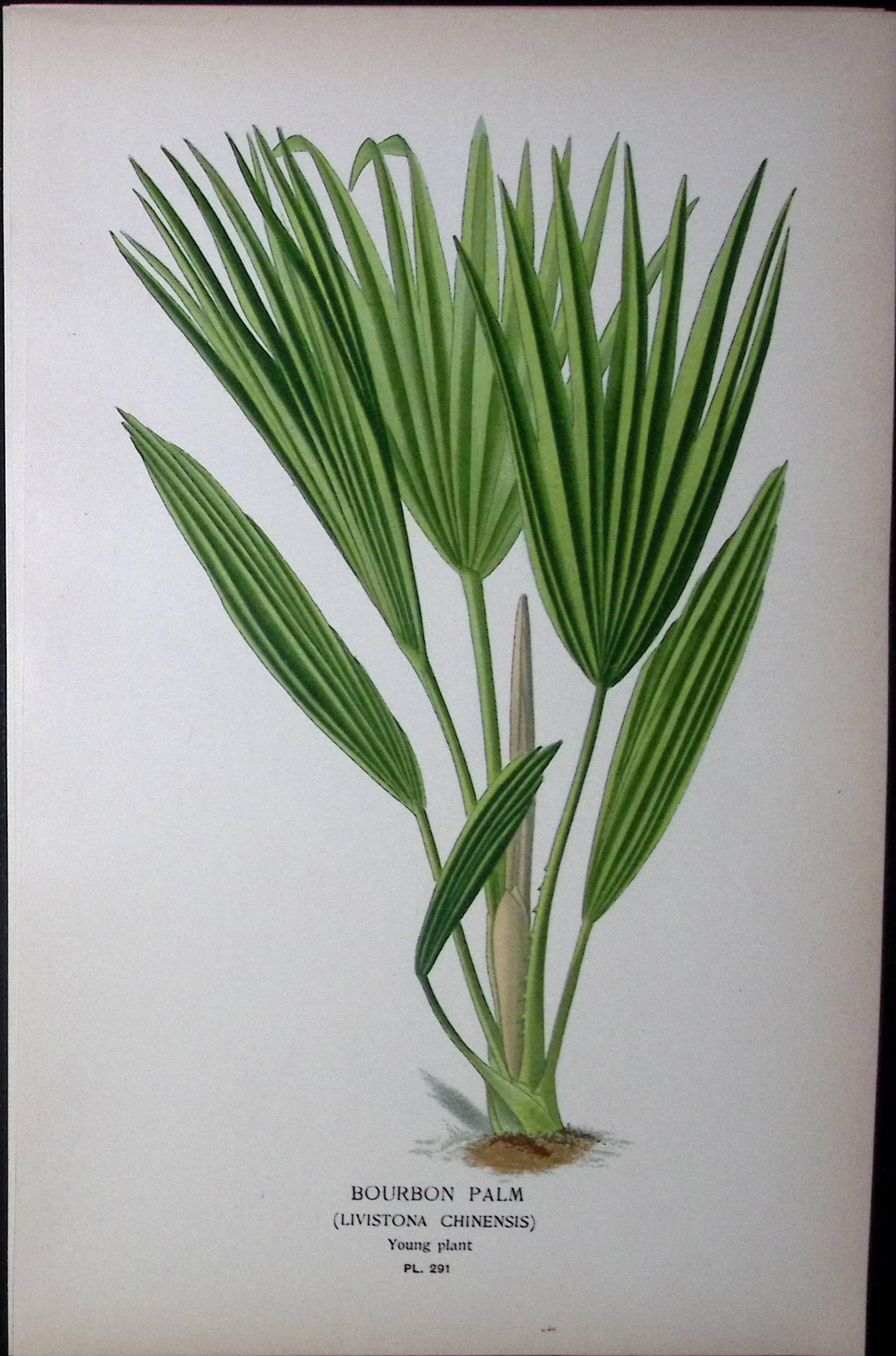 Bourbon Palm Edward Step Rare Antique Botanical Book Plate-291: Title: Bourbon Palm Edward Step Rare Antique Botanical Book Plate-291 Description: This Rare Beautiful Chromolithograph Was Removed from a Circa 1897 Antique Edition of. The Favourite Flowers of