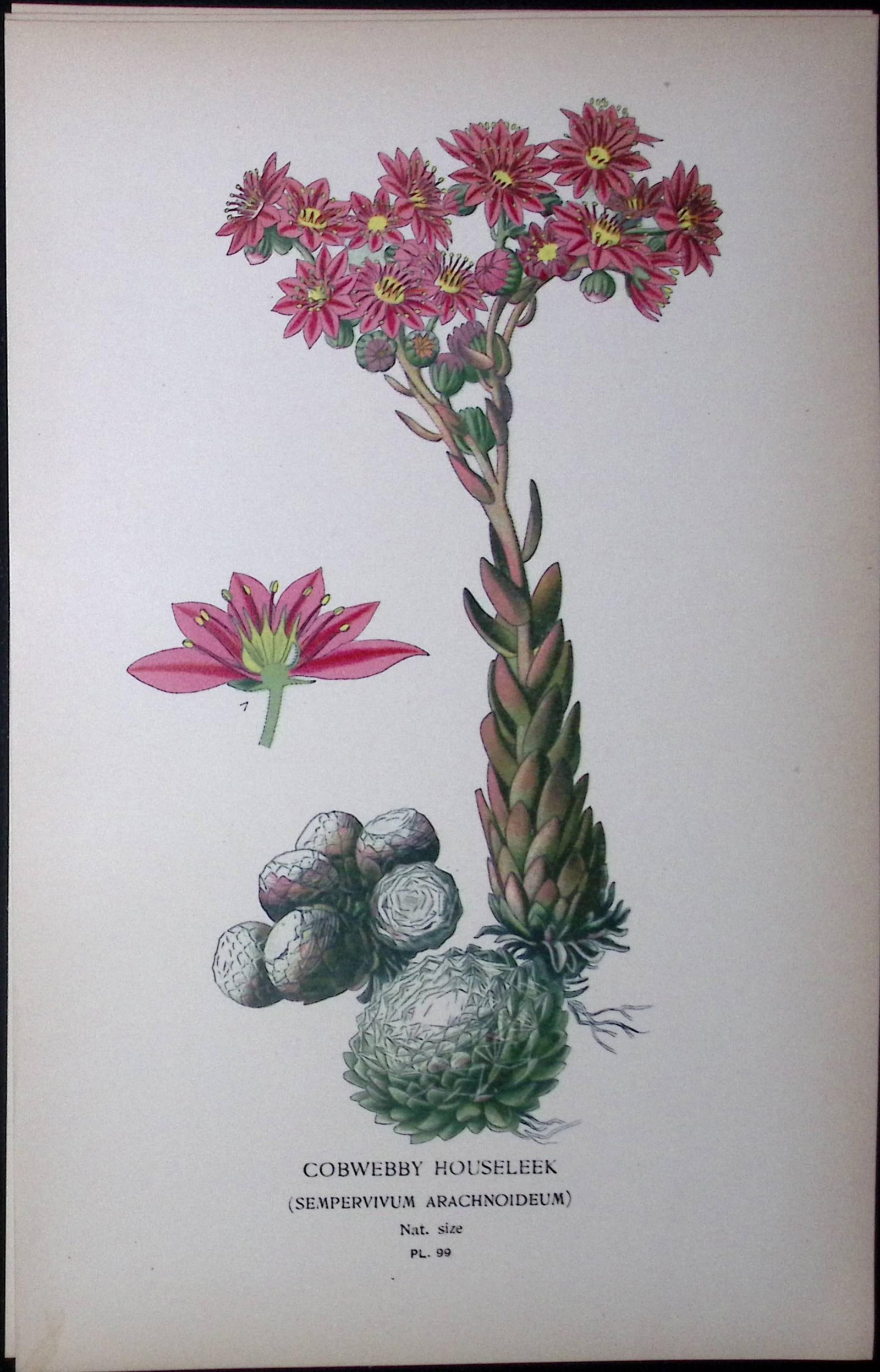 Cobwebby Houseleek Edward Step Rare Antique Botanical Book Plate-99: Title: Cobwebby Houseleek Edward Step Rare Antique Botanical Book Plate-99 Description: This Rare Beautiful Chromolithograph Was Removed from a Circa 1897 Antique Edition of. The Favourite Flowers of